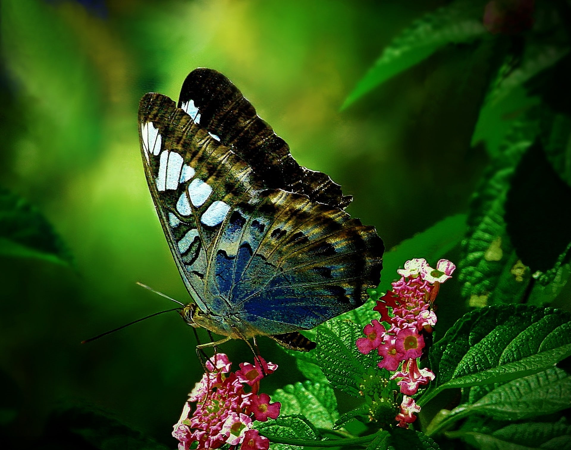 1080P, flowers, butterfly, wings, animals, HD Wallpaper