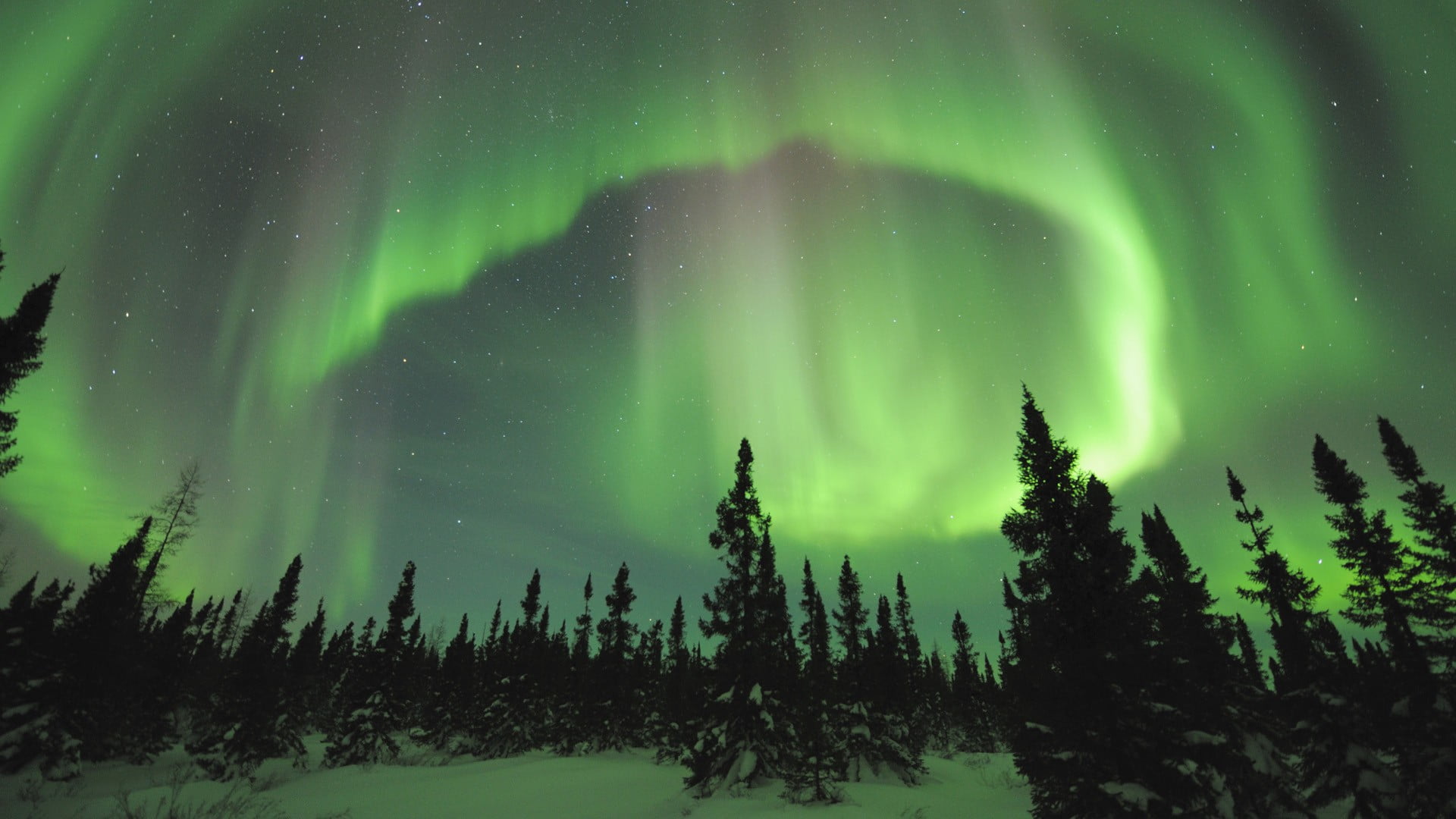 Norway, mystery, snow, coniferous tree, tree, night, nature, astronomy, aurorae, luminosity, no people, plant, landscape, space, pine tree, green color, HD Wallpaper