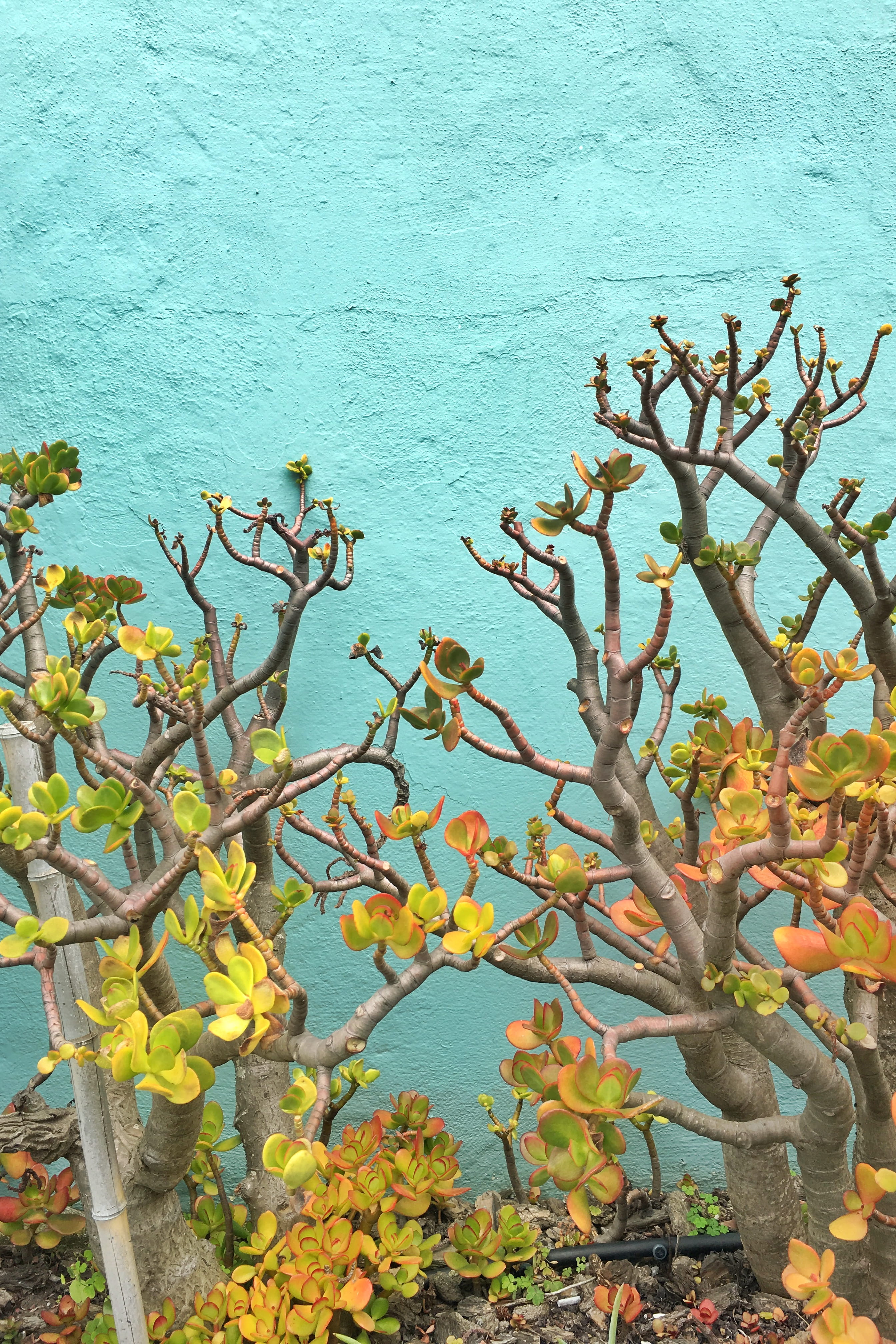 leaf, nature, succulents, turquiose, freshness, outdoors, no people, fruit, flowering plant, tree, succulent, beauty in nature, branch, desert vibes, 4K, Phone HD Wallpaper