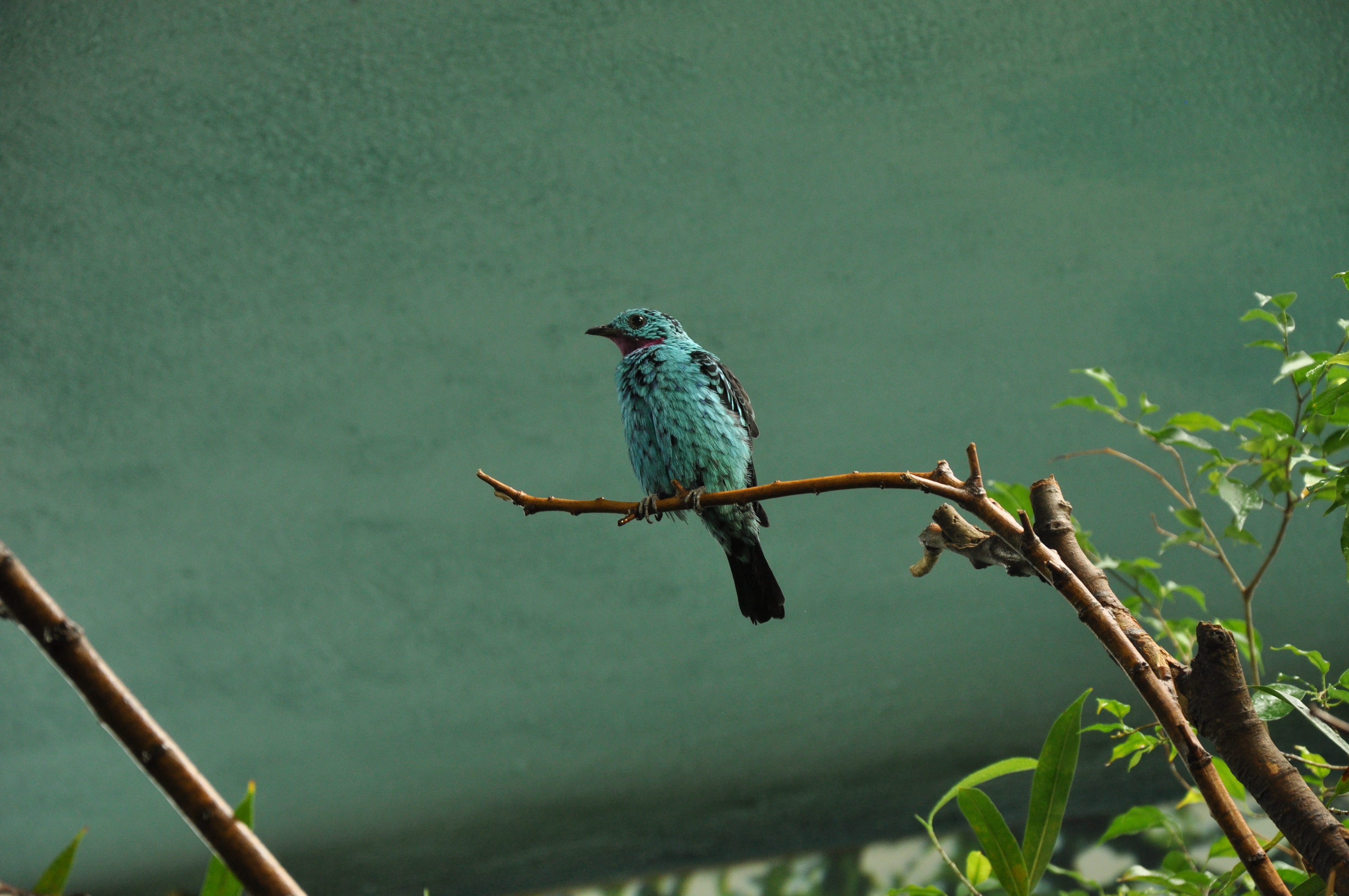 perching, animal, hummingbird, nature, barcelona, plant, bird, focus on foreground, one animal, no people, branch, spain, day, animals in the wild, tree, HD Wallpaper