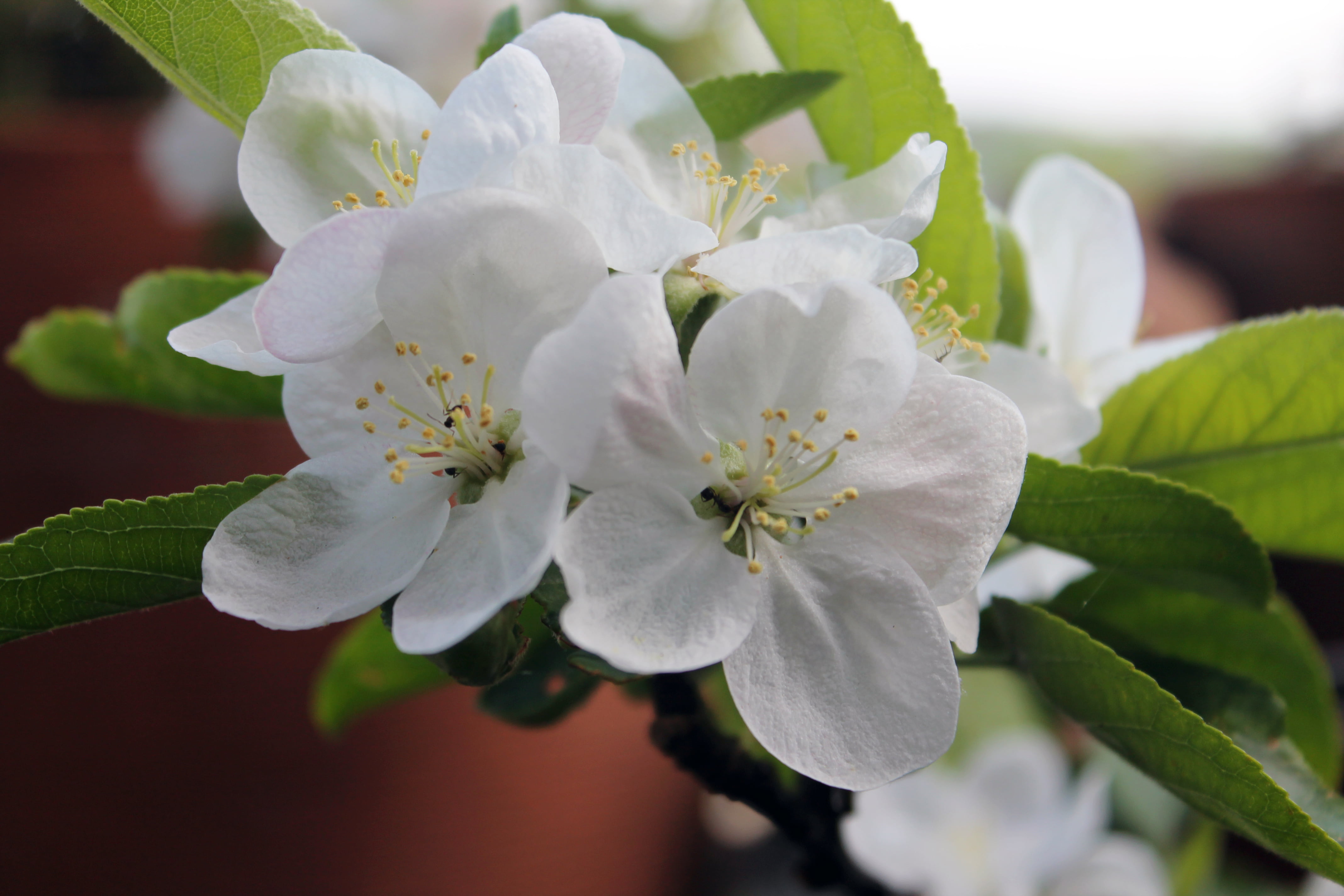 arbusto, La, primavera, focus, natura, lumen, albero, nano, white, flowers, fiori, 4K, melo, photography, terrazzo, fiore, fioritura, HD Wallpaper