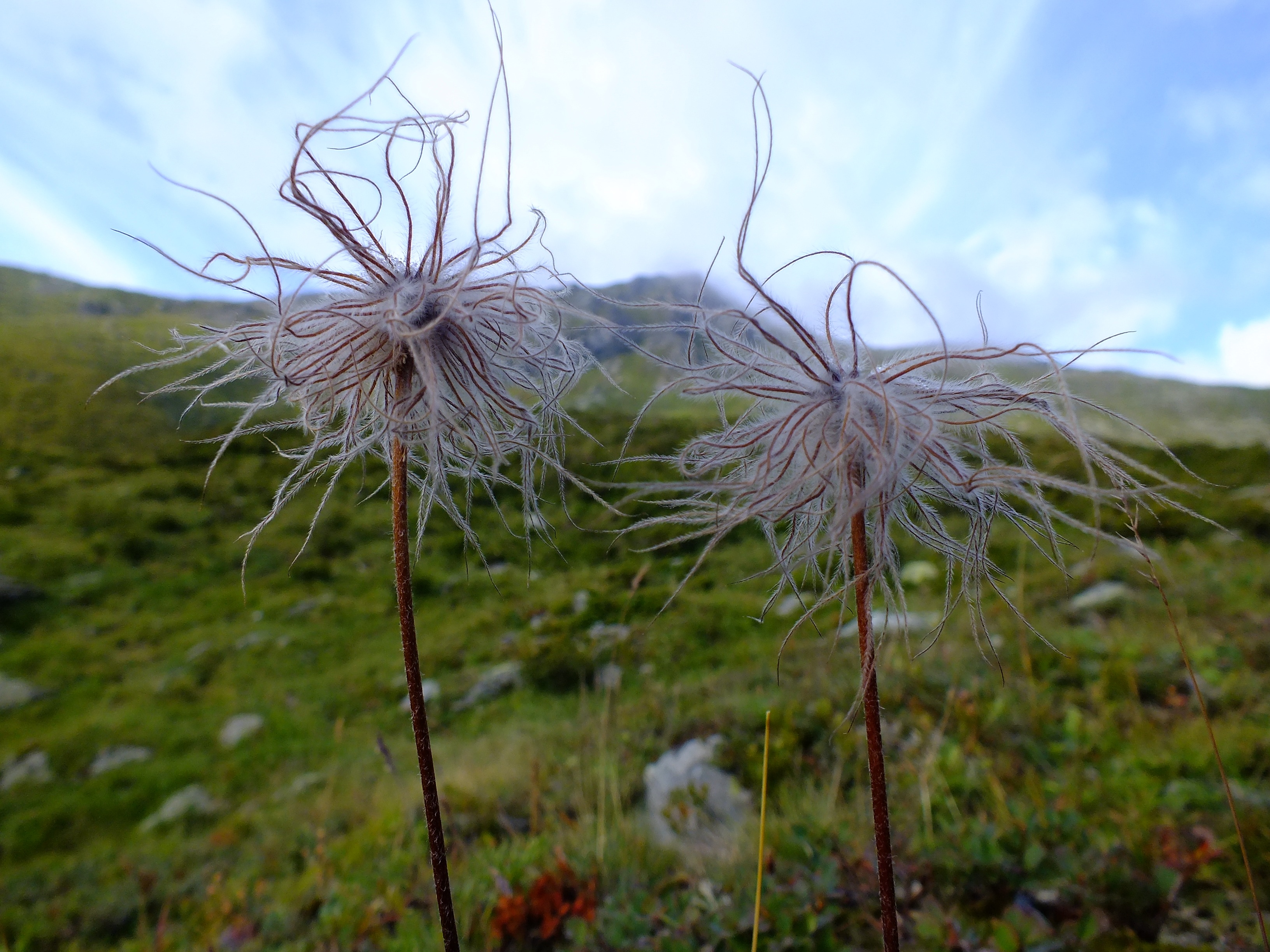 freshness, vulnerability, plant, purple, growth, wilted plant, land, outdoors, beauty in nature, cloud - sky, grantigajaga, close-up, no people, dandelion seed, HD Wallpaper