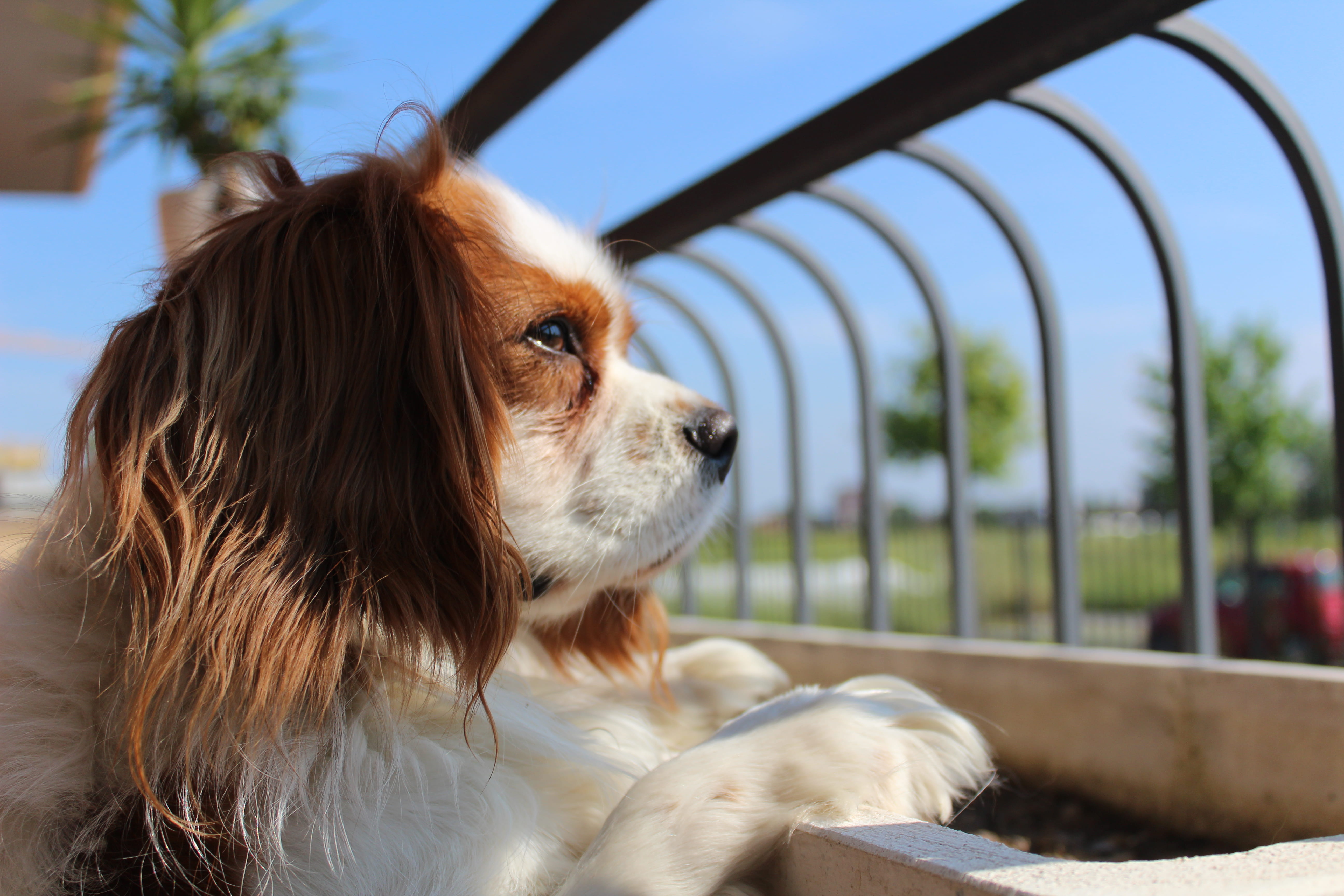 little, puppy, fur, eyes, looking away, whtie, vertebrate, animal, dog, white, portrait, cute, day, pet, outdoors, no people, sunlight, animal themes, close-up, HD Wallpaper