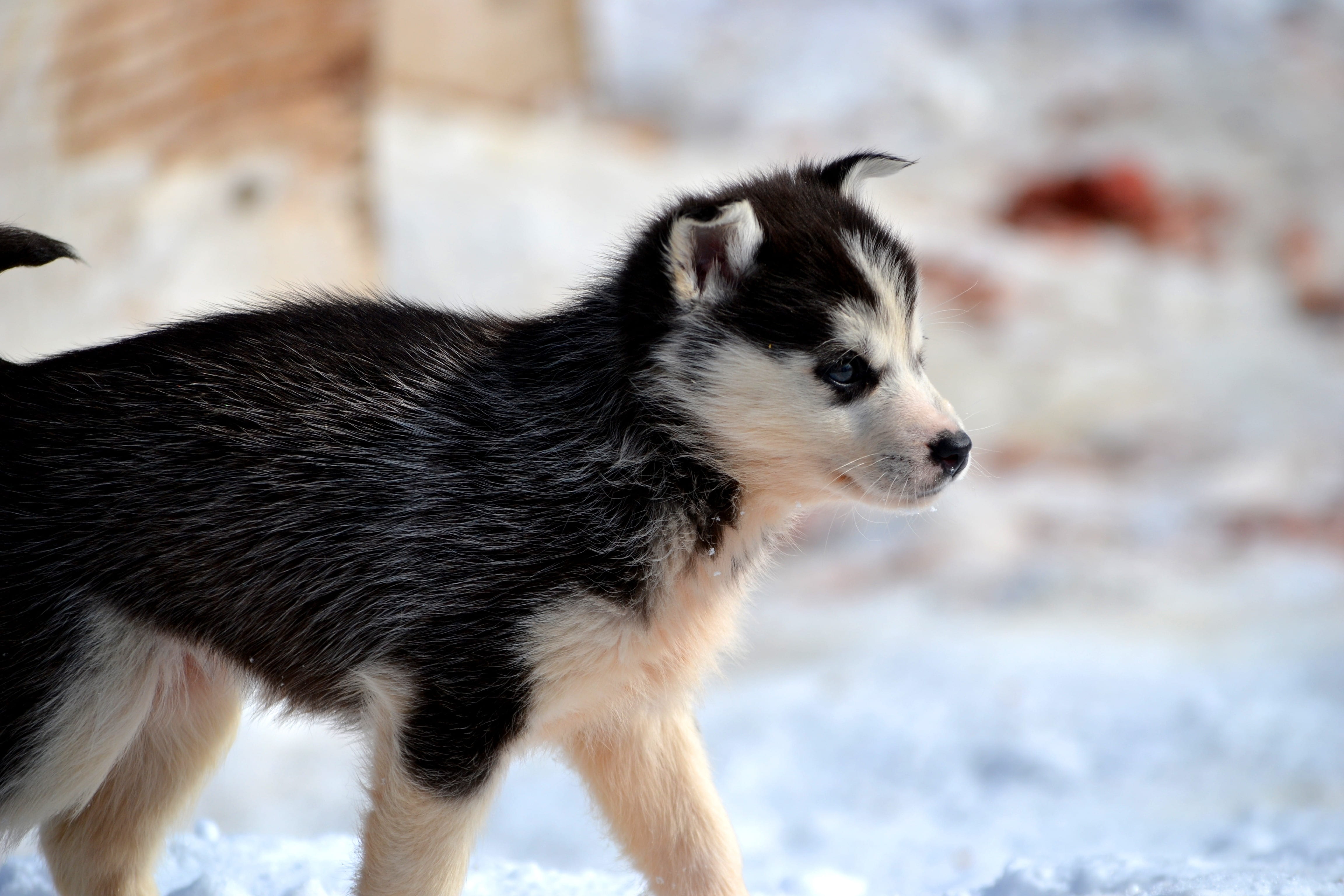canine, young, pets, adorable, animal themes, whtie, siberian, close-up, cold, huskies, winter, cold temperature, outdoors, pet, sled, animal, snow, dog, HD Wallpaper