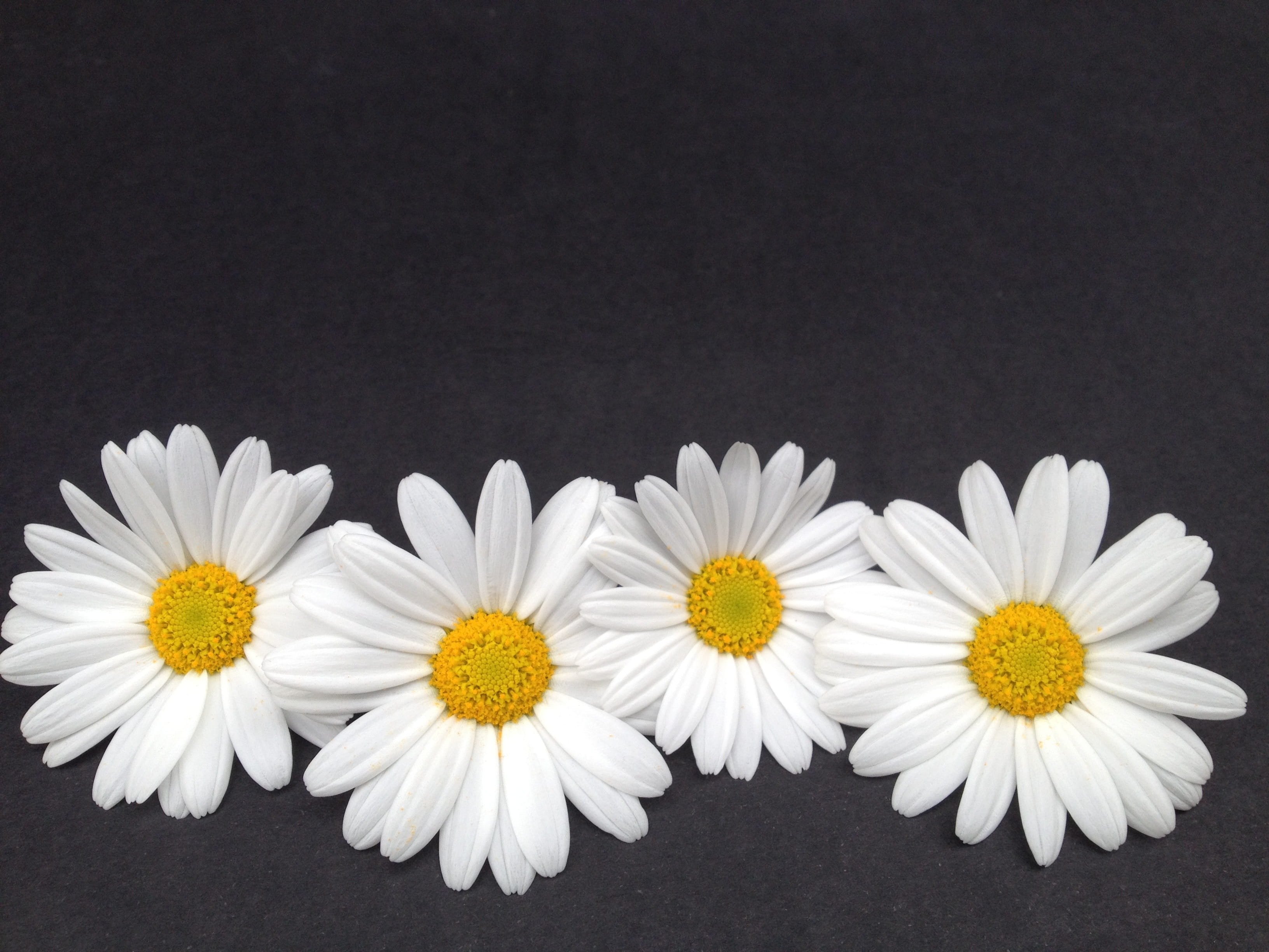 picture frame, flowers, close-up, pollen, petal, art, flowering plant, studio shot, freshness, no people, white color, vulnerability, inflorescence, flower, HD Wallpaper
