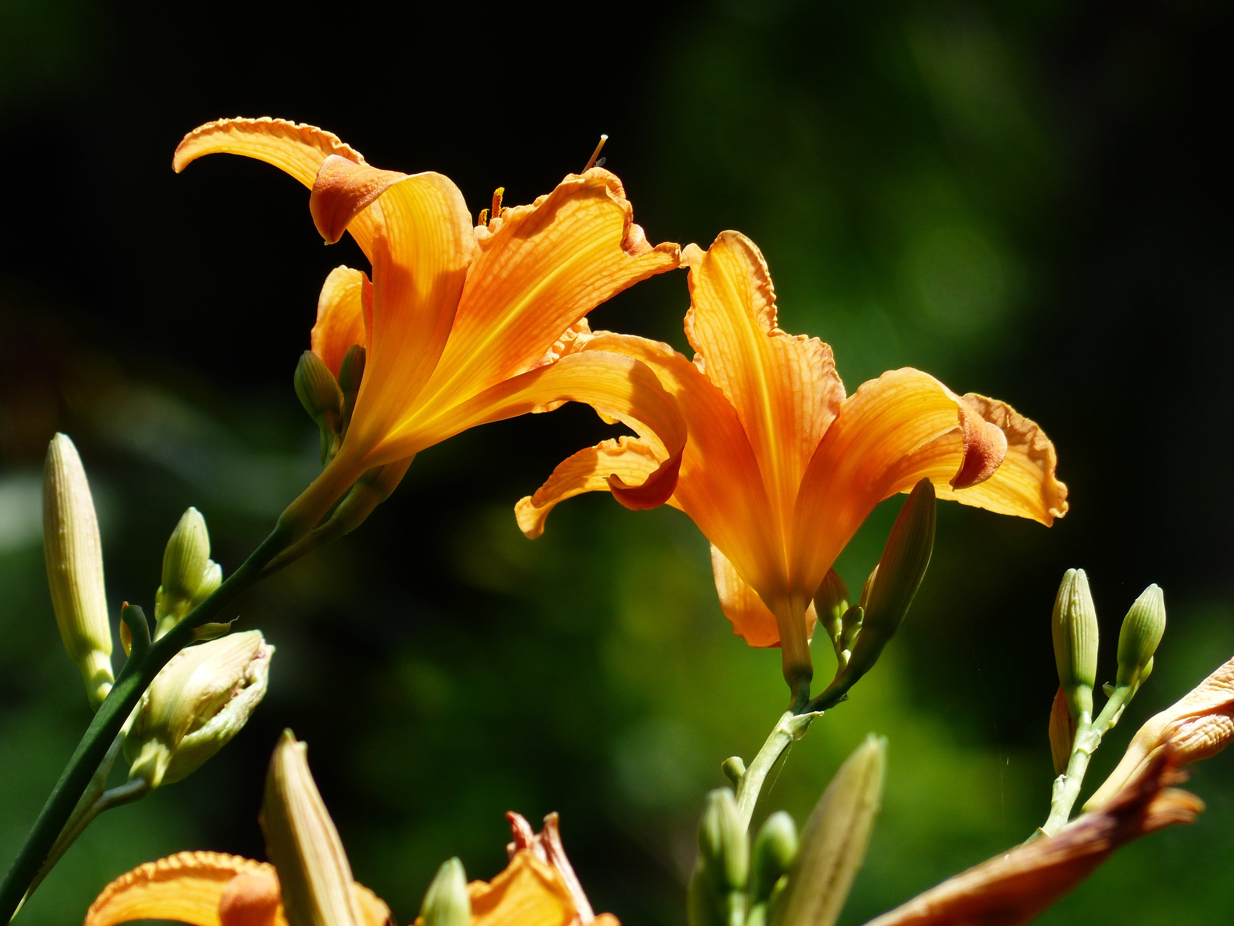 vulnerability, inflorescence, springtime, flower head, pollen, web wardens daylily, flower, nature, hemerocallis fulva, botany, hemerocallis, 4K, flora, HD Wallpaper