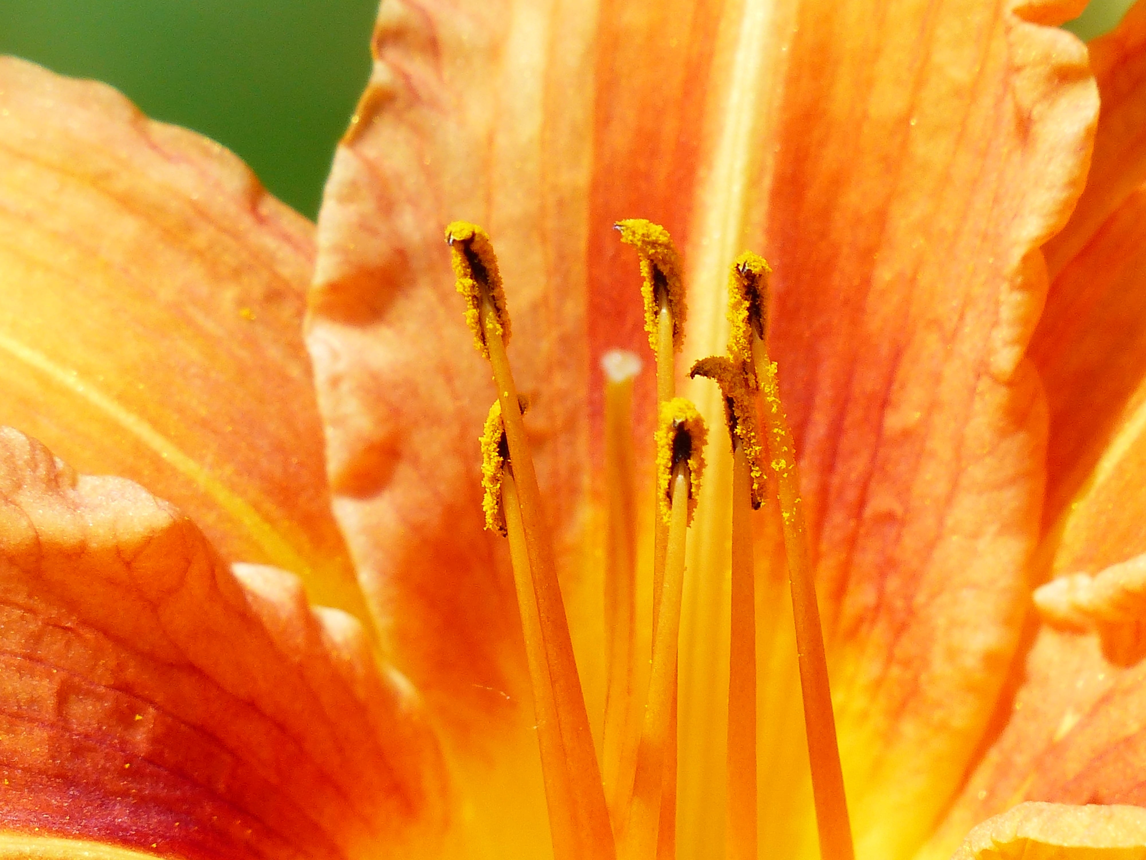 animal wildlife, web wardens daylily, orange, yellow red daylily, lily, flowering plant, animal, springtime, vulnerability, stamens, animals in the wild, HD Wallpaper