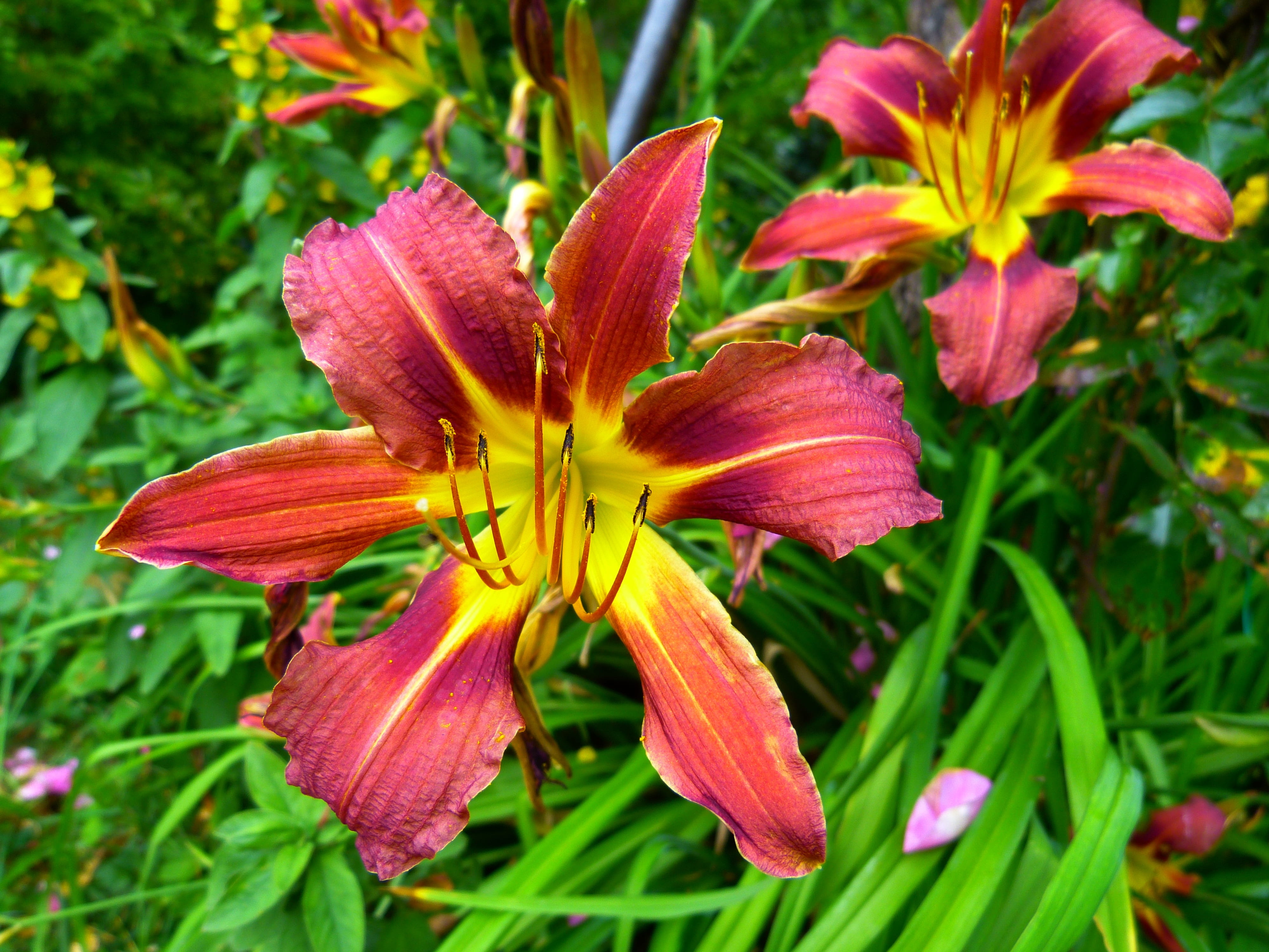 flower head, botany, ovary, day, flora, garden, no people, red, inflorescence, anther, maroon, hemerocallis fulva, growth, plant, beauty in nature, lily, HD Wallpaper