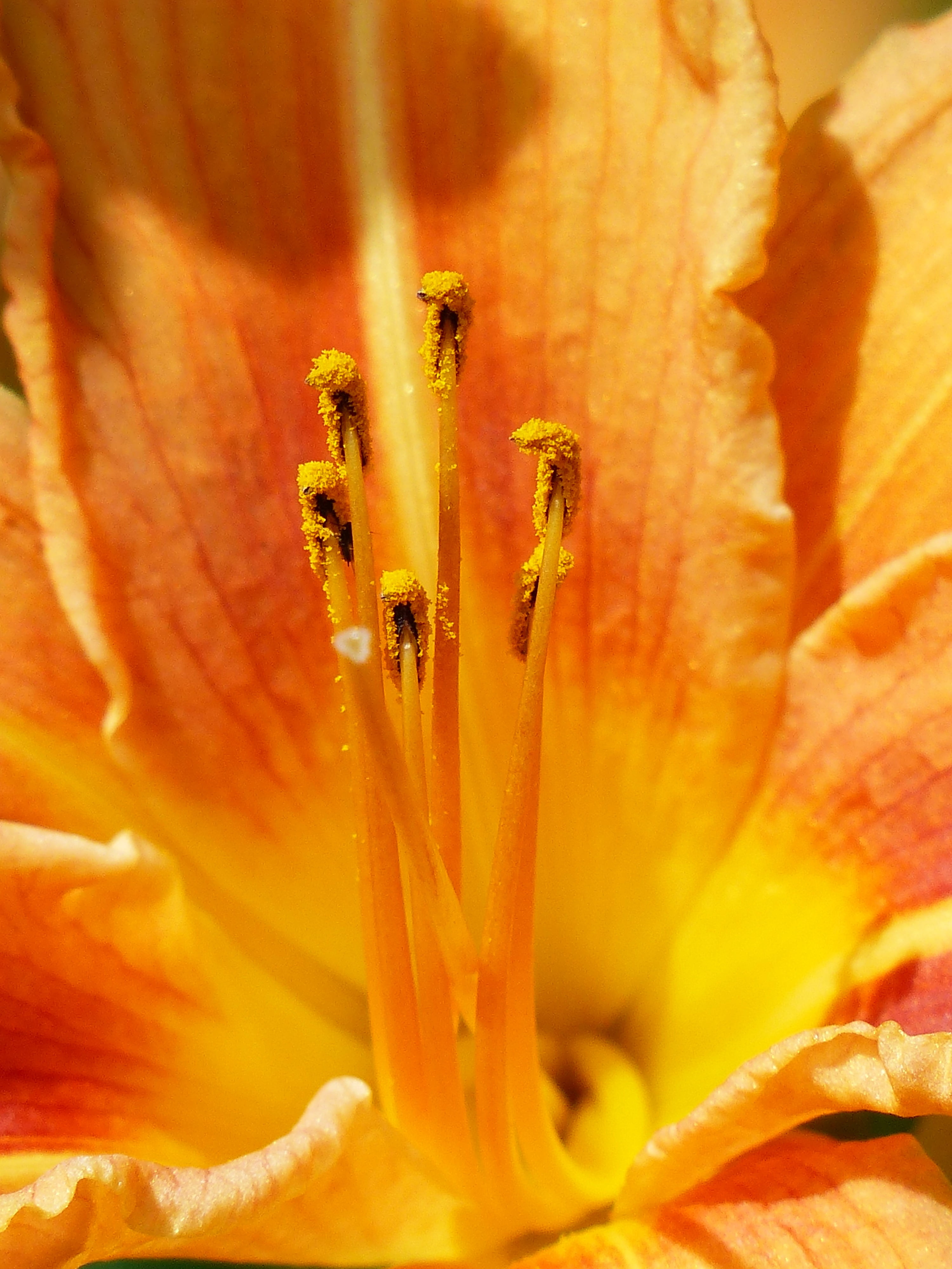 yellow, yellow red daylily, beauty in nature, springtime, close, flora, no people, orange, pollen, bee pollen, hemerocallis fulva, ovary, botany, bloom, Phone HD Wallpaper