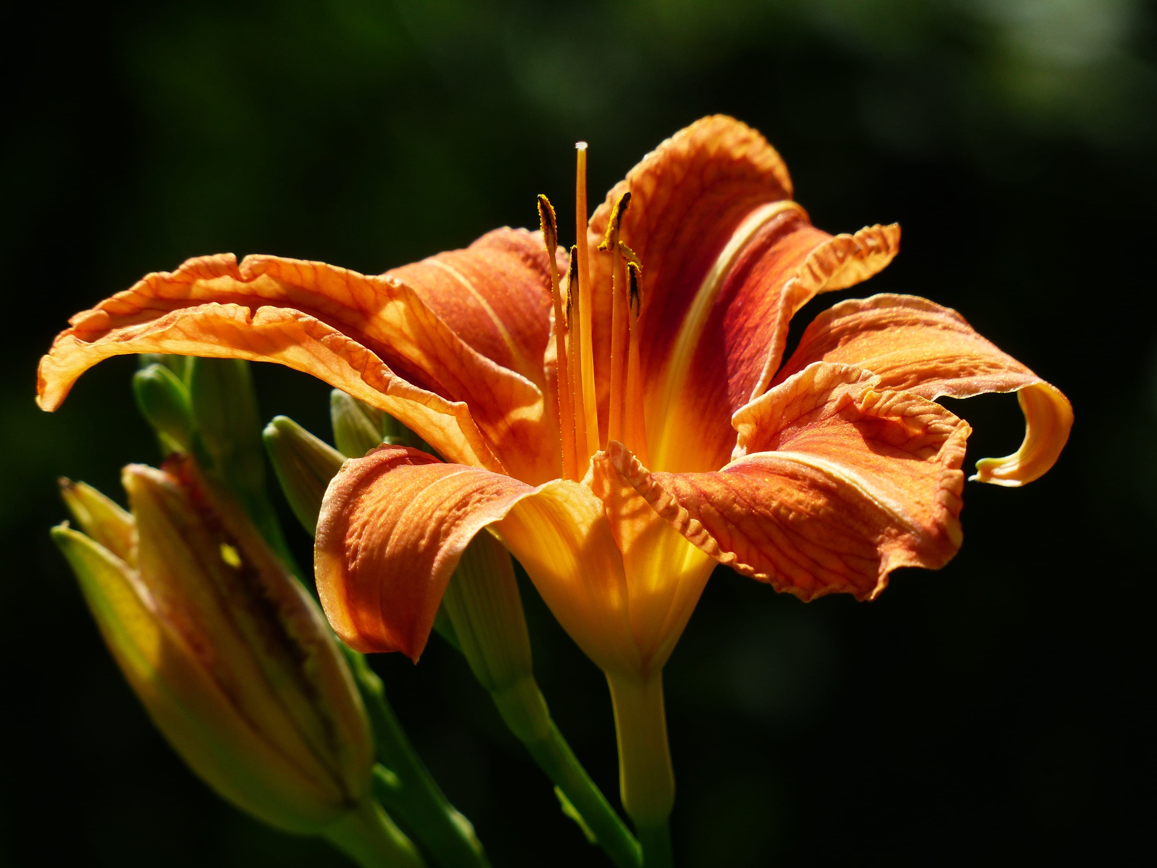 brown red daylily, black background, 4K, vulnerability, stamen, lily, hemerocallis fulva, inflorescence, focus on foreground, pollen, no people, freshness, HD Wallpaper