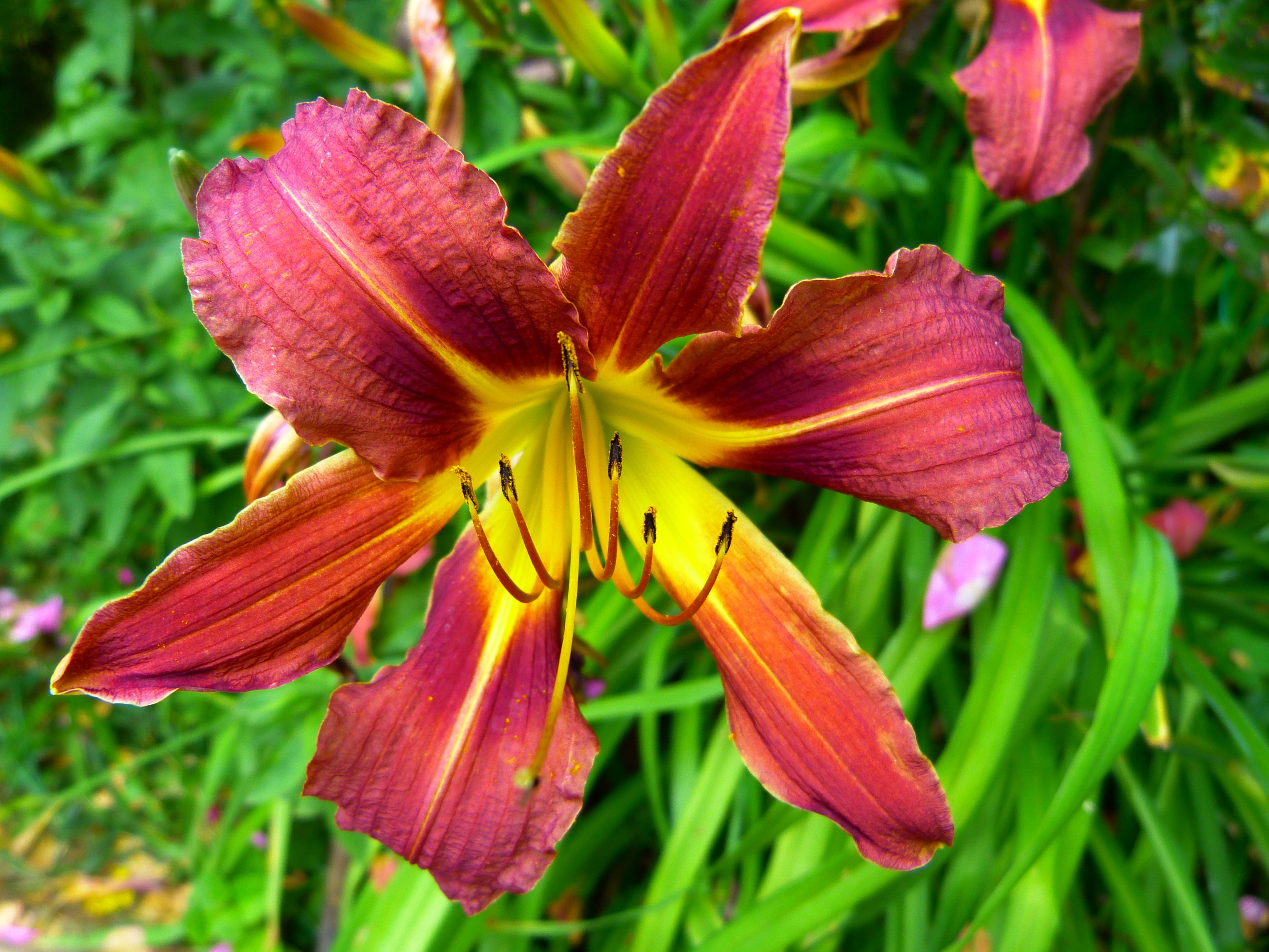 close-up, 4K, garden, day lily, hemerocallis fulva, vulnerability, freshness, beauty in nature, pollen, yellow, web wardens daylily, growth, lily, petal, HD Wallpaper