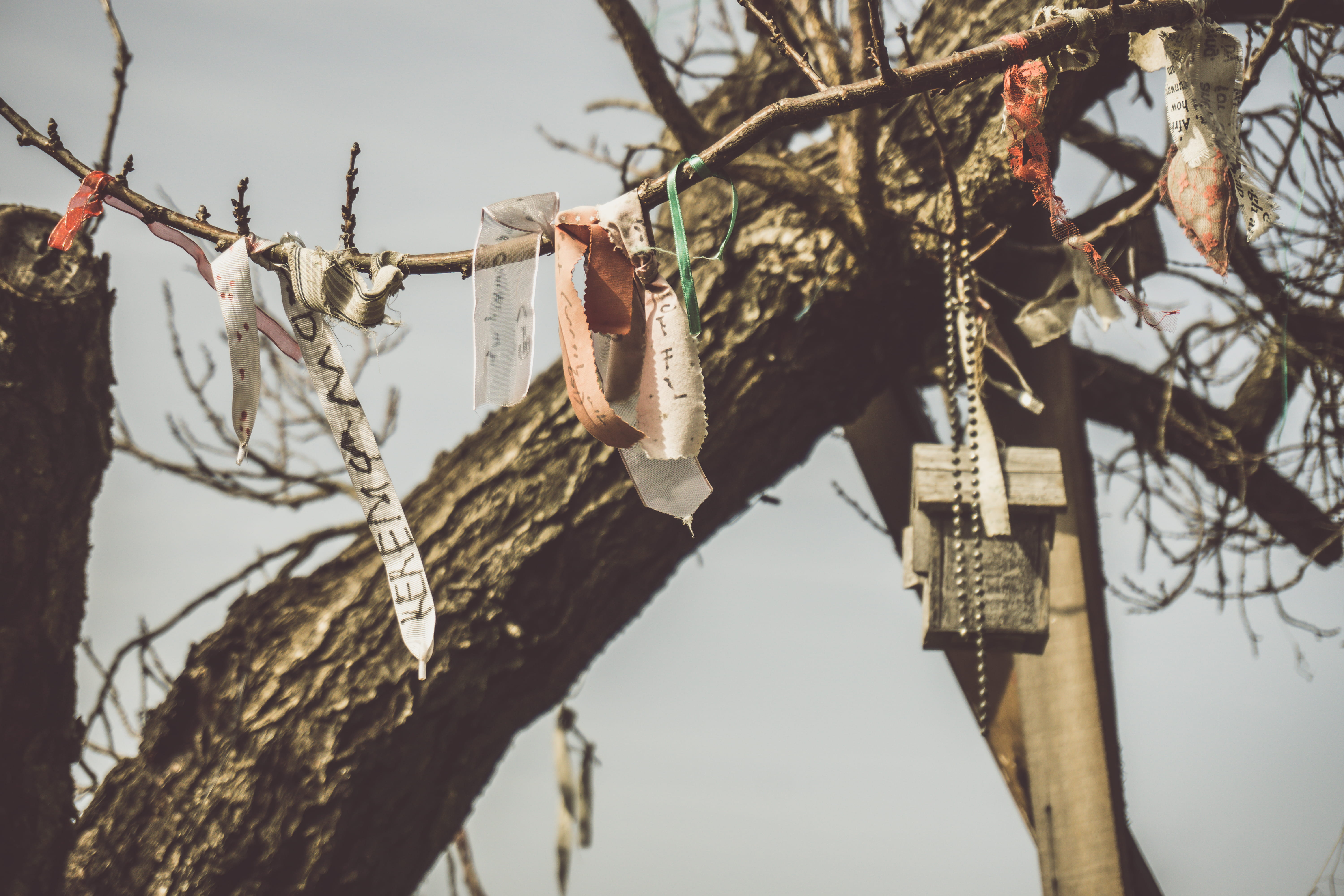 wood, nature, tree trunk, apparel, 5K, sky, textiles, leaves, fragility, bird feeder, robe, clothing, white, focus on foreground, symbol, gown, beauty in nature, HD Wallpaper
