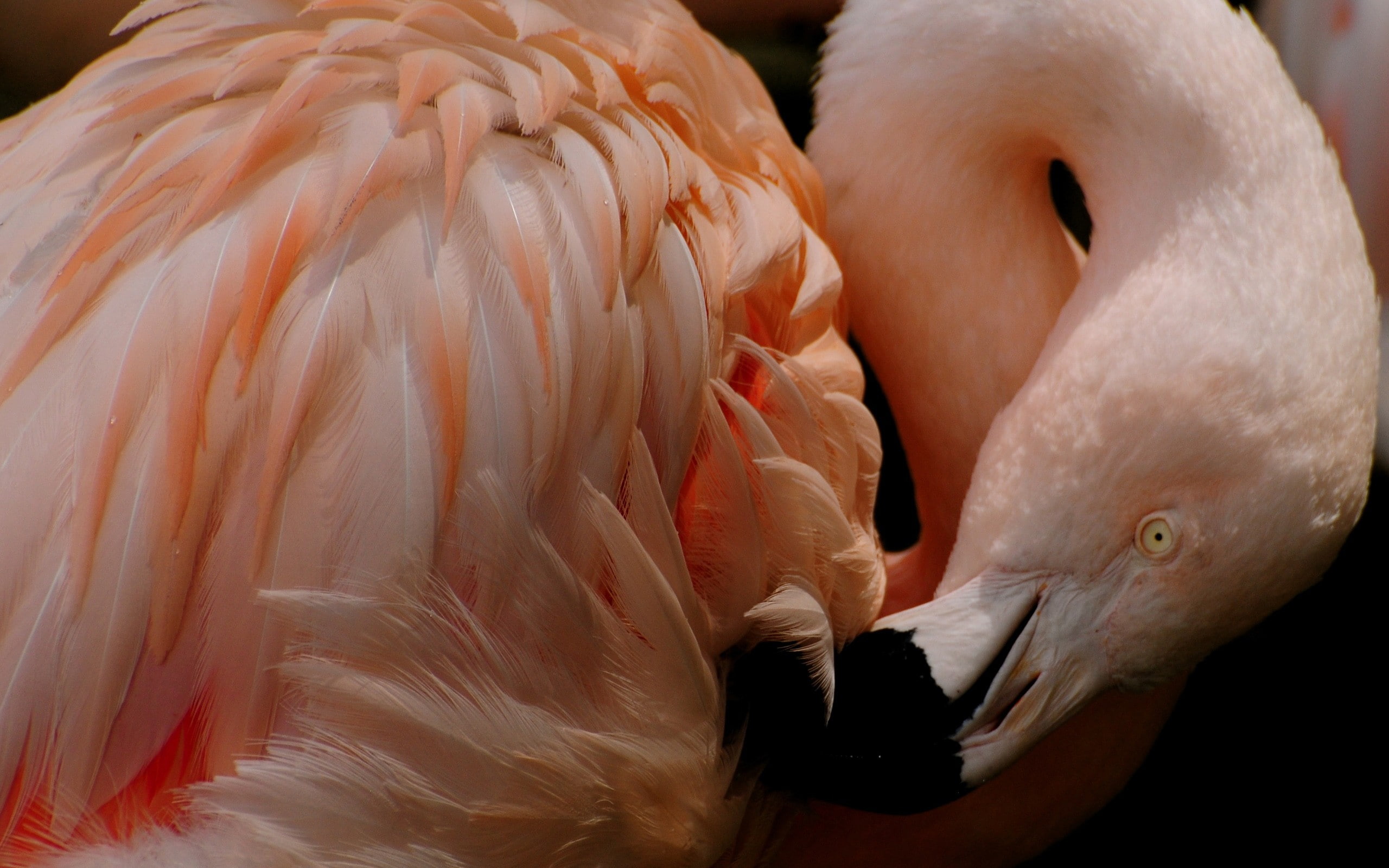 2K, flamingos, HD Wallpaper