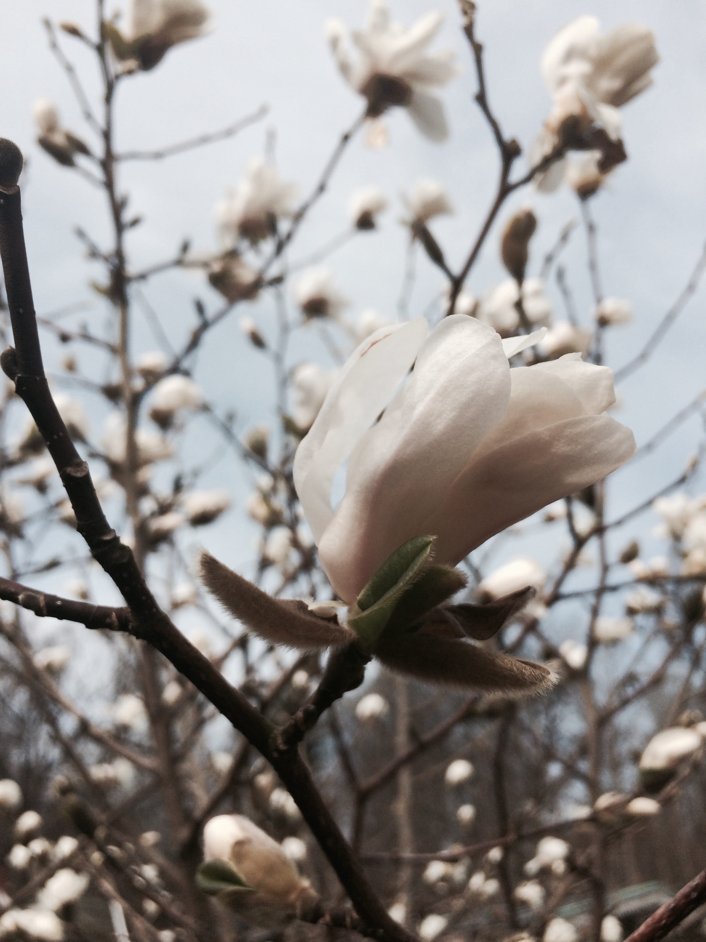 flower, bud, focus on foreground, Magnolia, stockholm, tree, vulnerability, Flower, sweden, branch, white color, growth, garden, freshness, huddinge, day, Phone HD Wallpaper