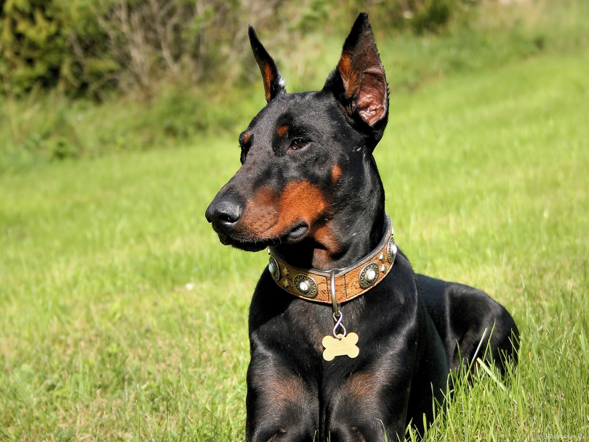 Doberman, dog, Pinscher, dogs, 1080P, HD Wallpaper