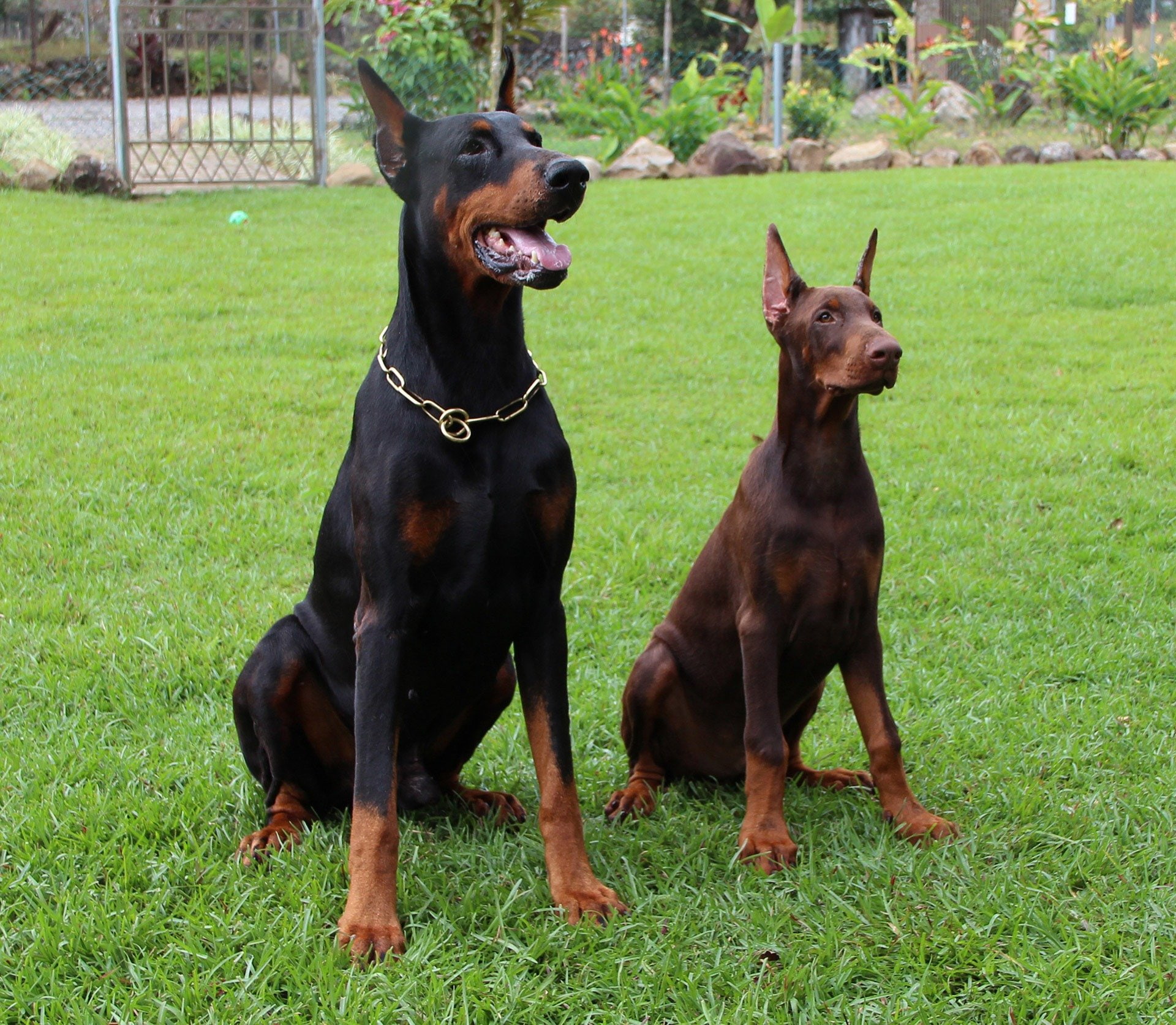 dogs, dog, pinscher, doberman, 1080P, HD Wallpaper