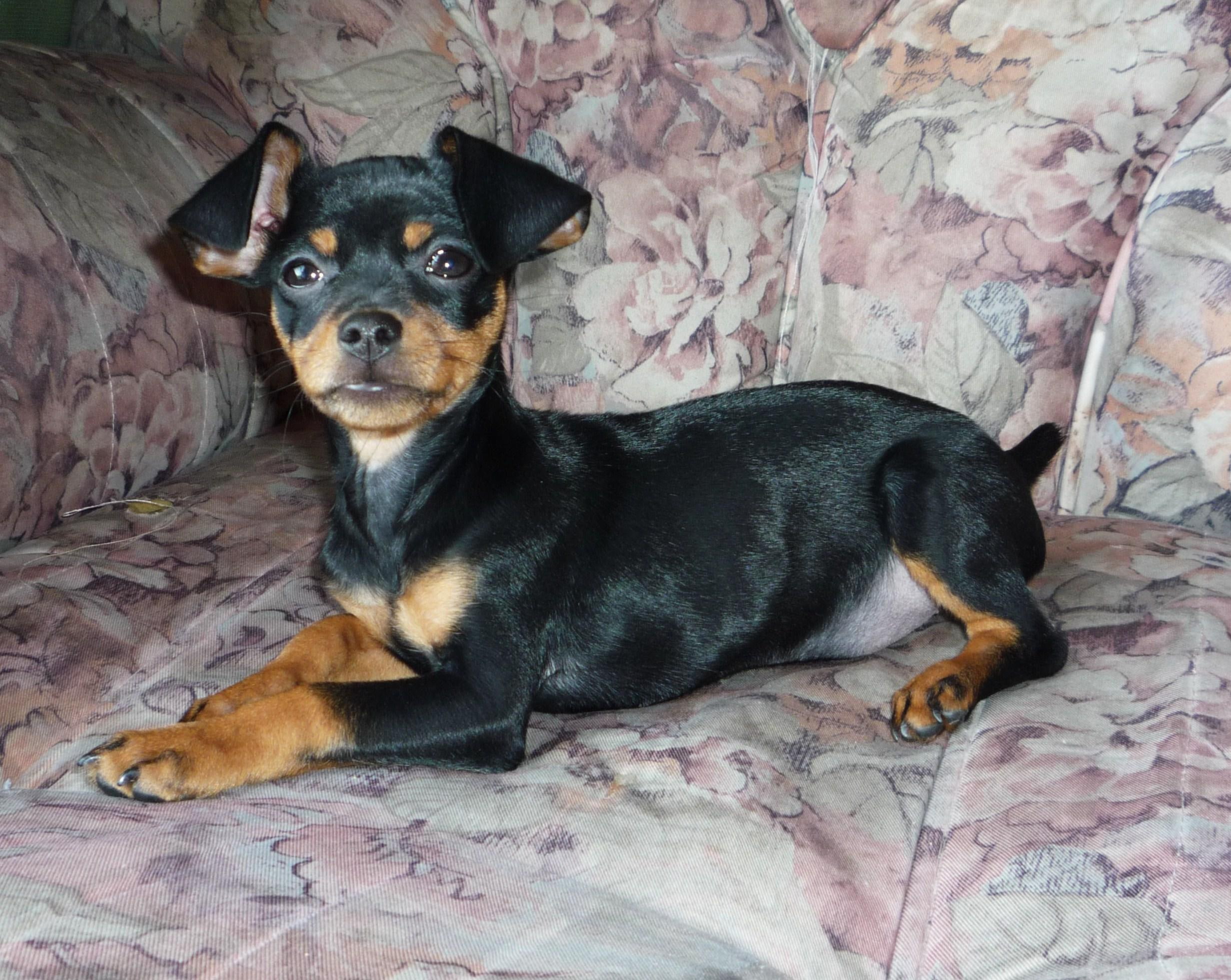smooth, doggie, little, tan, 1080P, chihuahua, animal, pinscher, animals, doberman, mini, black, HD Wallpaper