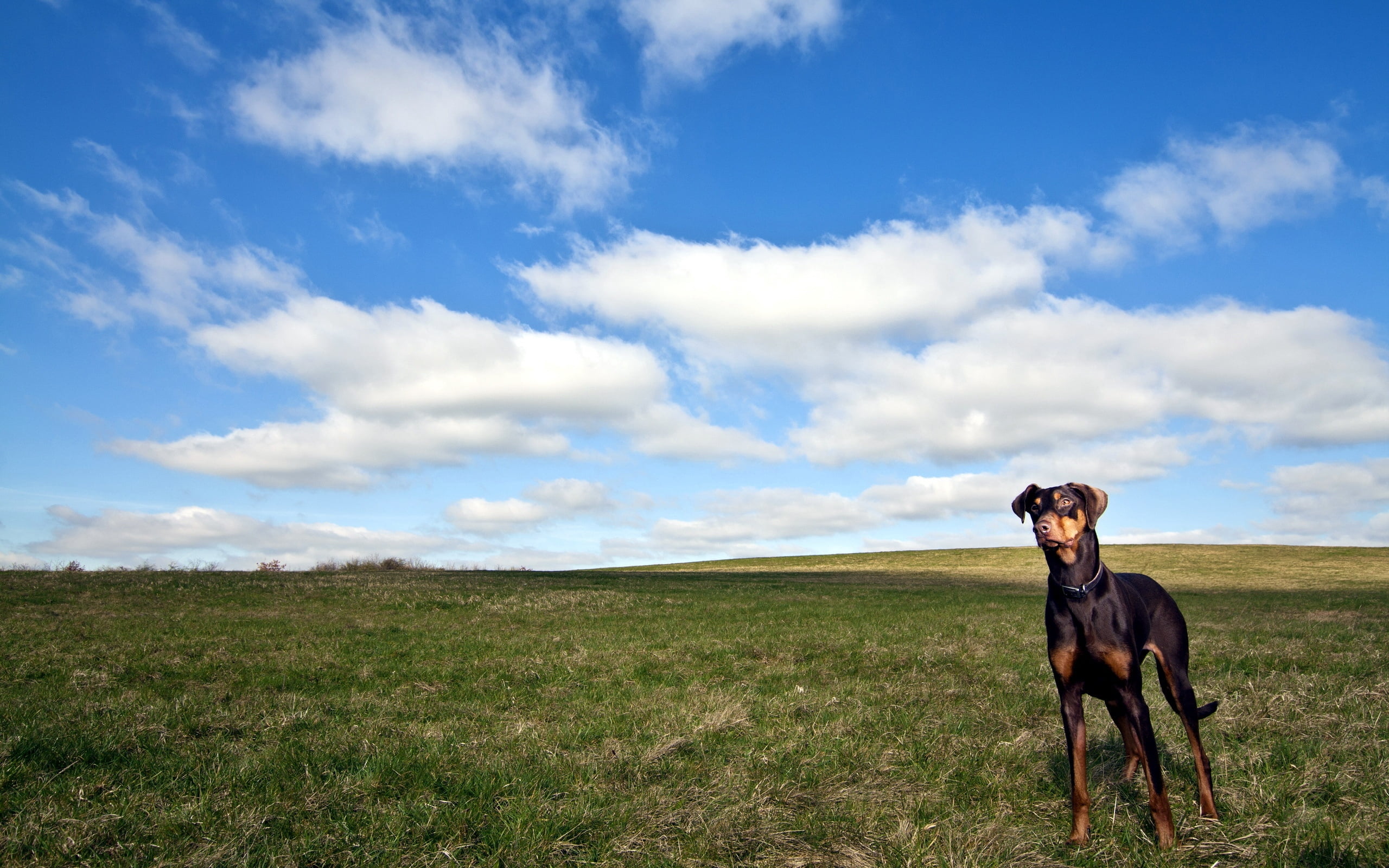 sunlight, livestock, animal themes, sky, rural Scene, beauty In Nature, outdoors, horse, animal, canine, ranch, farm, summer, pinscher, pets, dog, environment, HD Wallpaper