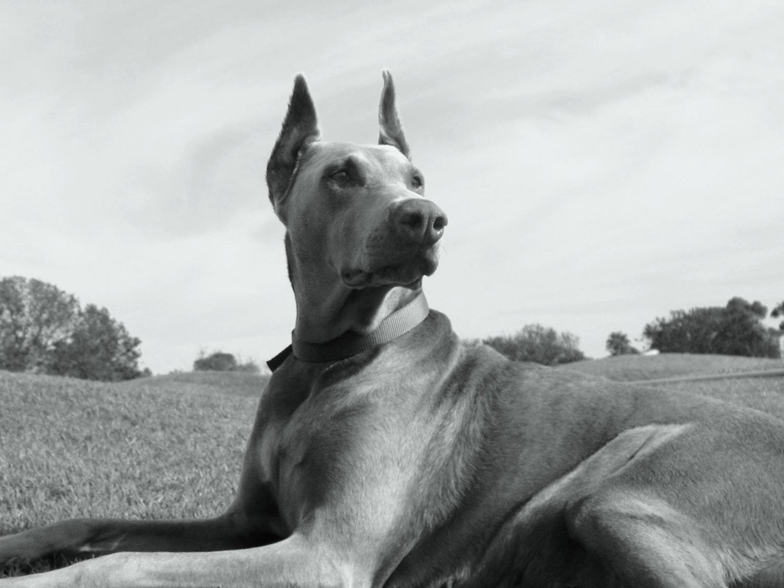 dog, pinscher, 720P, dogs, doberman, HD Wallpaper