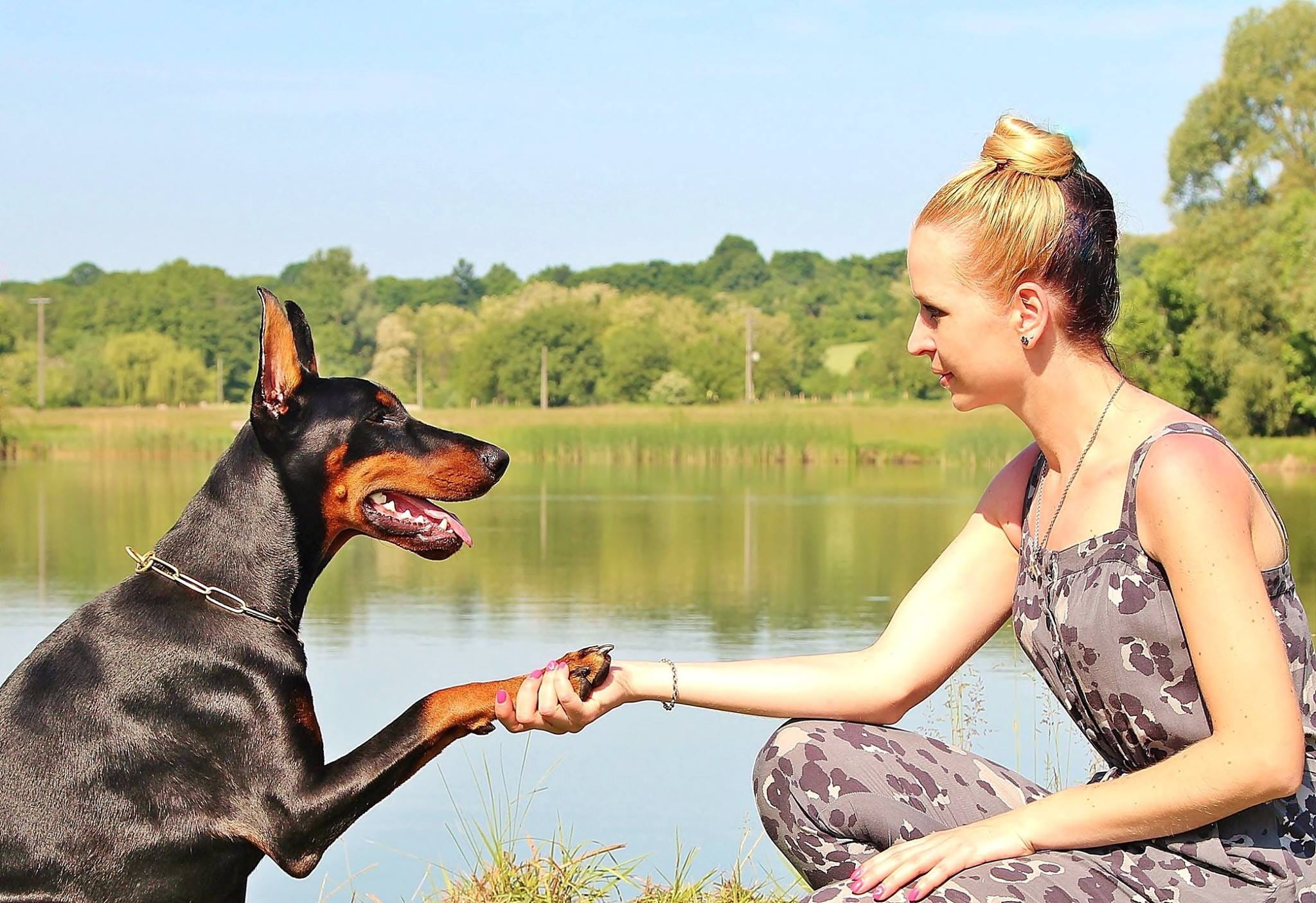 training dog, one animal, beautiful, real people, right, mammal, adult, s, day, sitting, young, hand shake, fun, leisure, summer, pet owner, photo, trees, HD Wallpaper