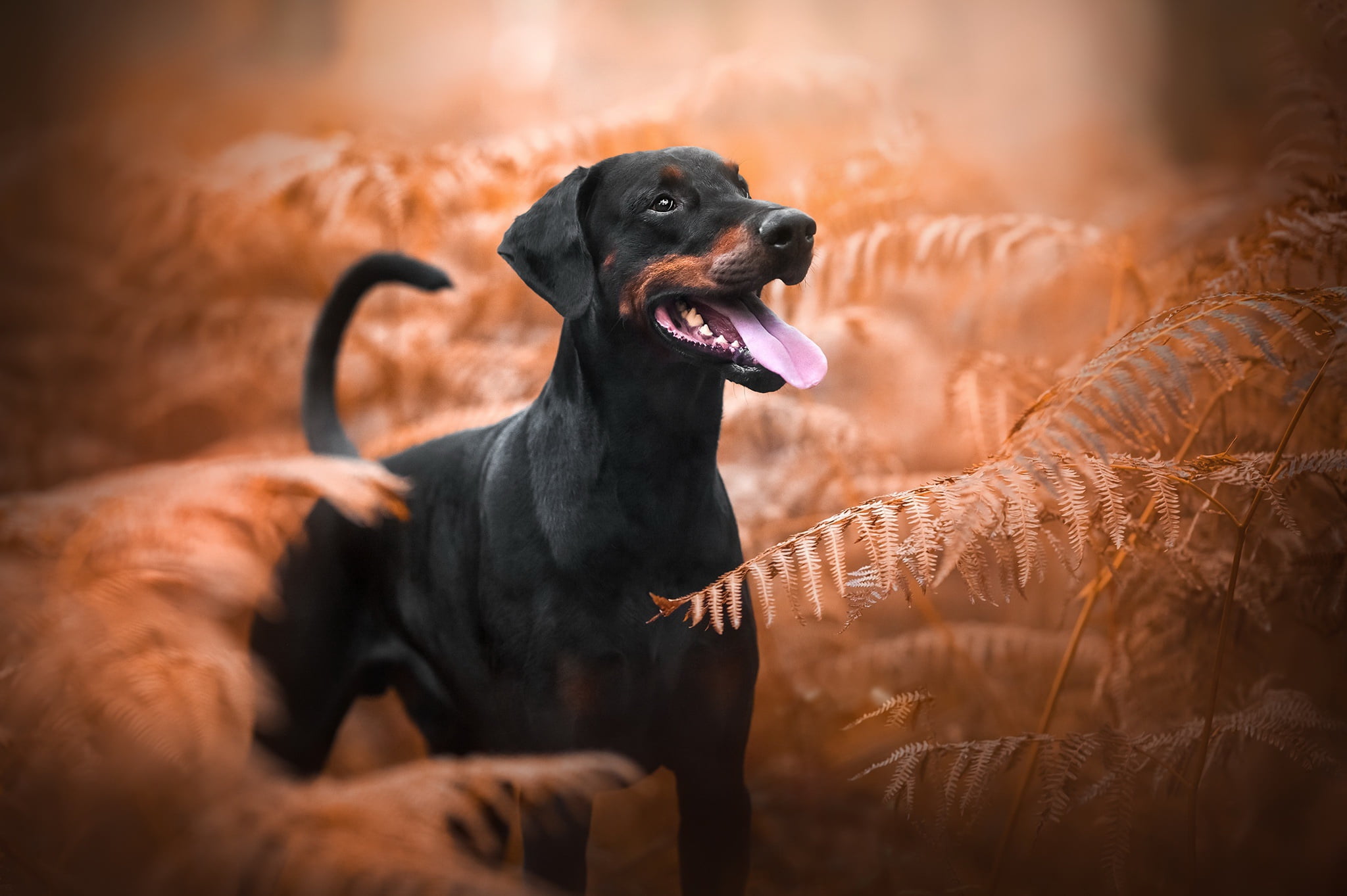 Doberman Pinscher, 1080P, Dog, Dogs, Fern, Pet, Fall, HD Wallpaper