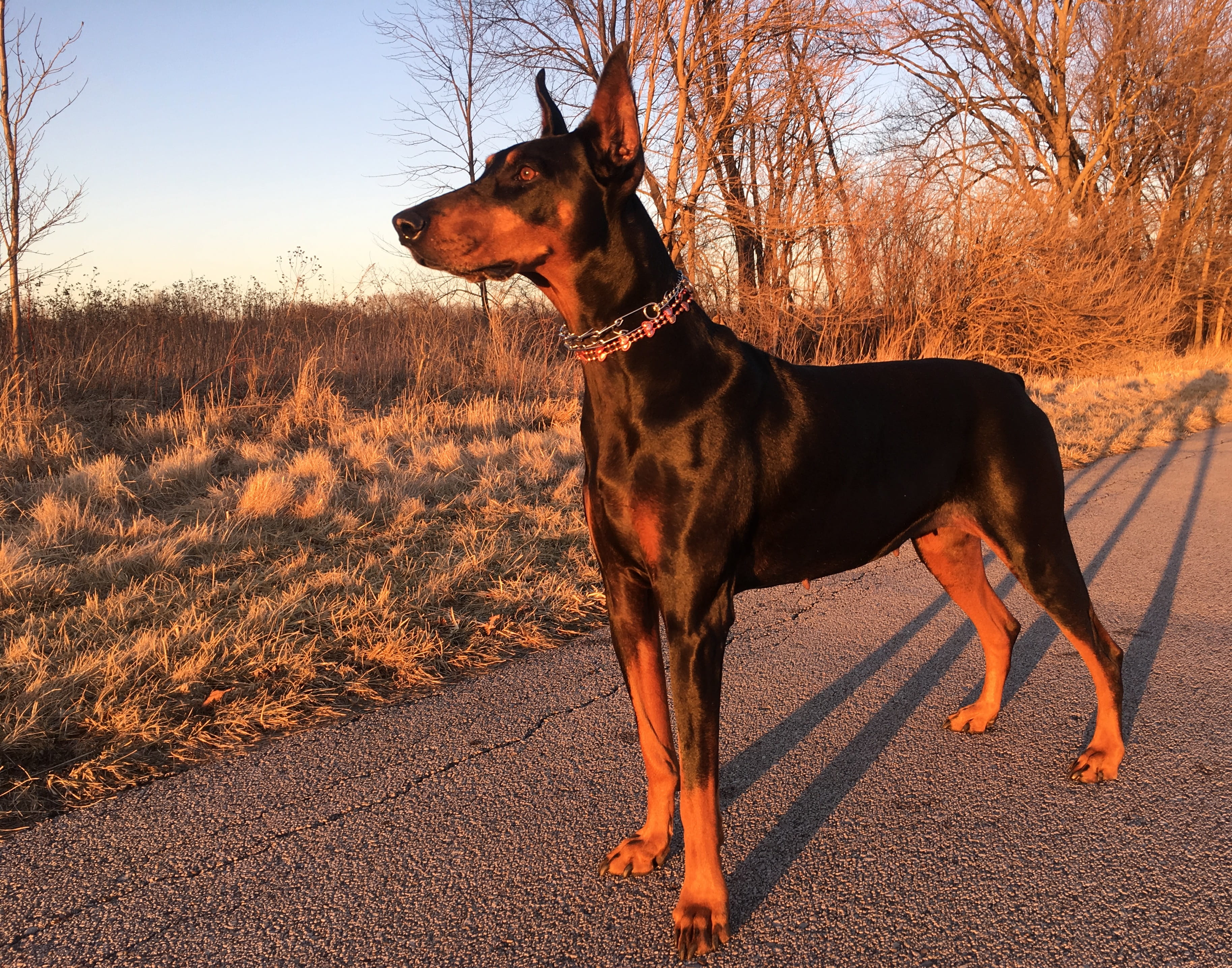 pets, animal, mammal, canine, 2K, outdoors, animal themes, bare tree, no people, sunlight, domestic animals, doberman, tree, field, looking away, vertebrate, HD Wallpaper