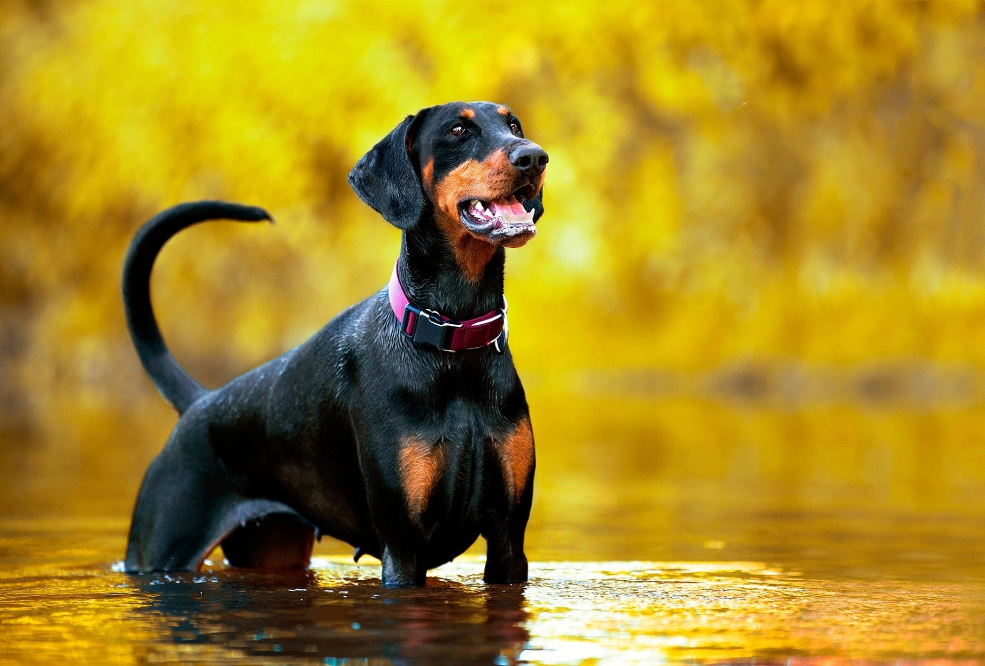 Dogs, Depth Of Field, Water, Dog, Pet, 1080P, Doberman Pinscher, HD Wallpaper