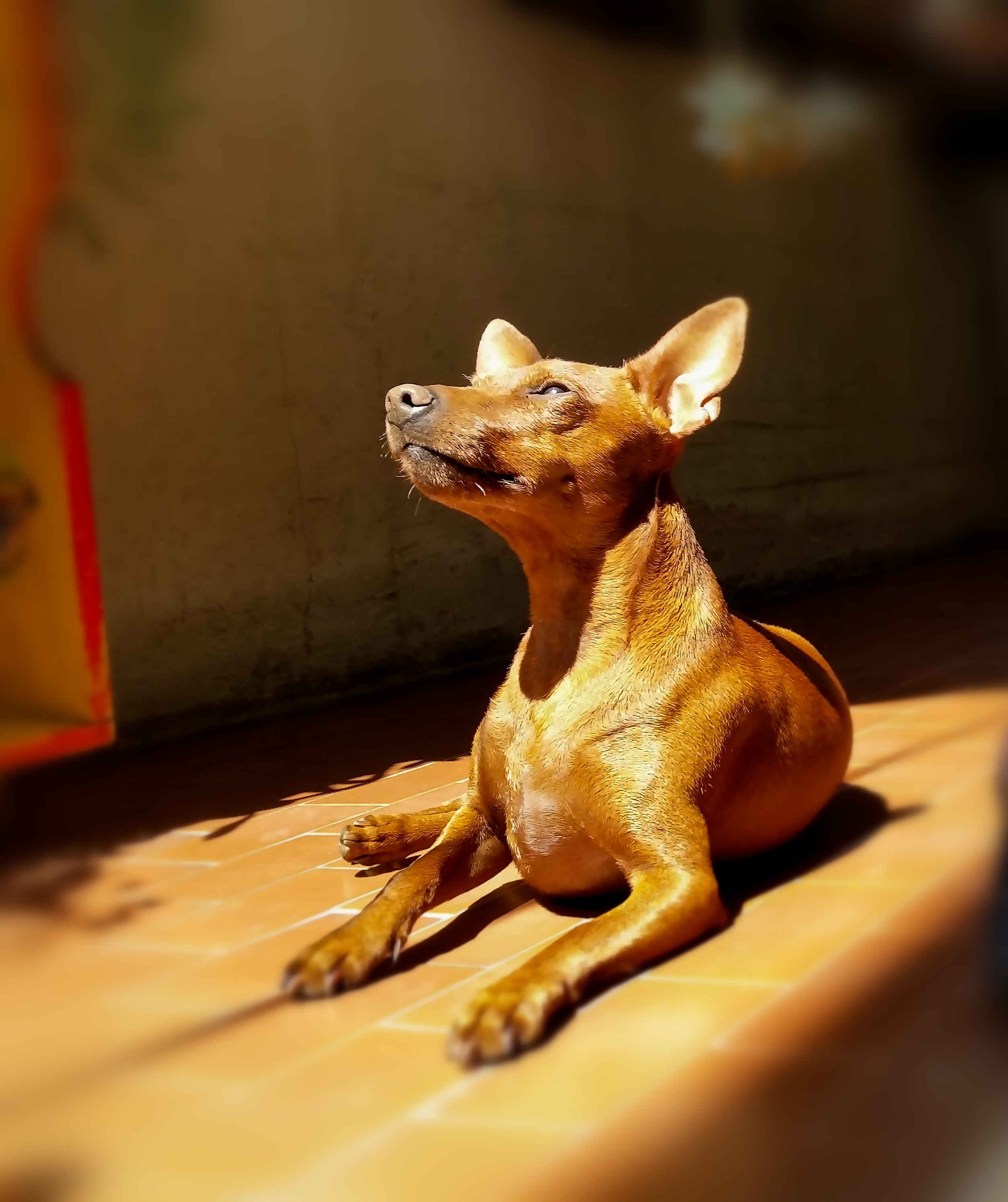 dog, Miniature Pinscher, 2K, animals, Phone HD Wallpaper
