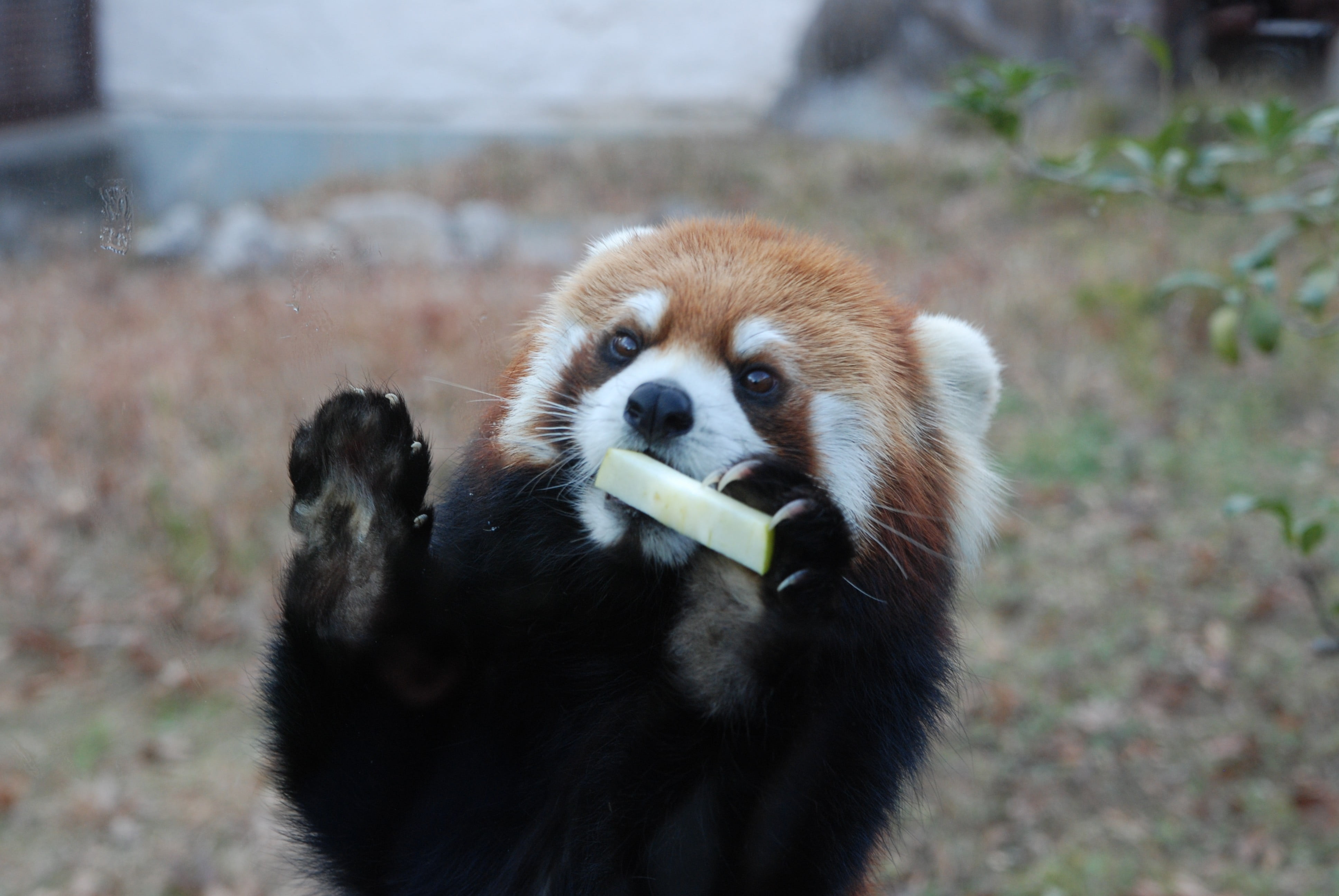 vertebrate, eating, panda - animal, no people, day, outdoors, brown, nature, animal wildlife, red panda, portrait, zoo, panda, 4K, white, focus on foreground, HD Wallpaper