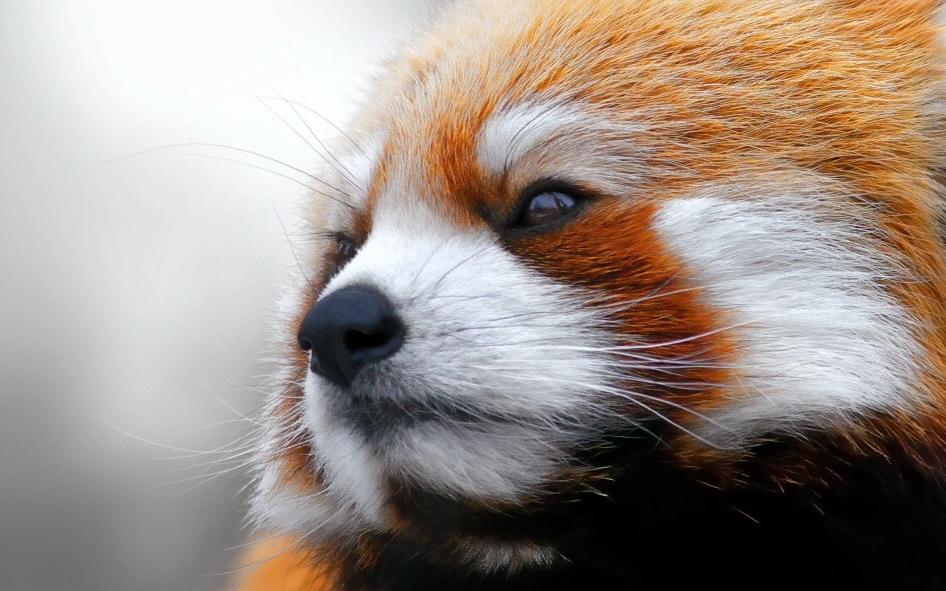 looking, animals, day, no people, animal, animal wildlife, snout, one animal, vertebrate, animal hair, 1080P, animals in the wild, animal head, looking away, HD Wallpaper