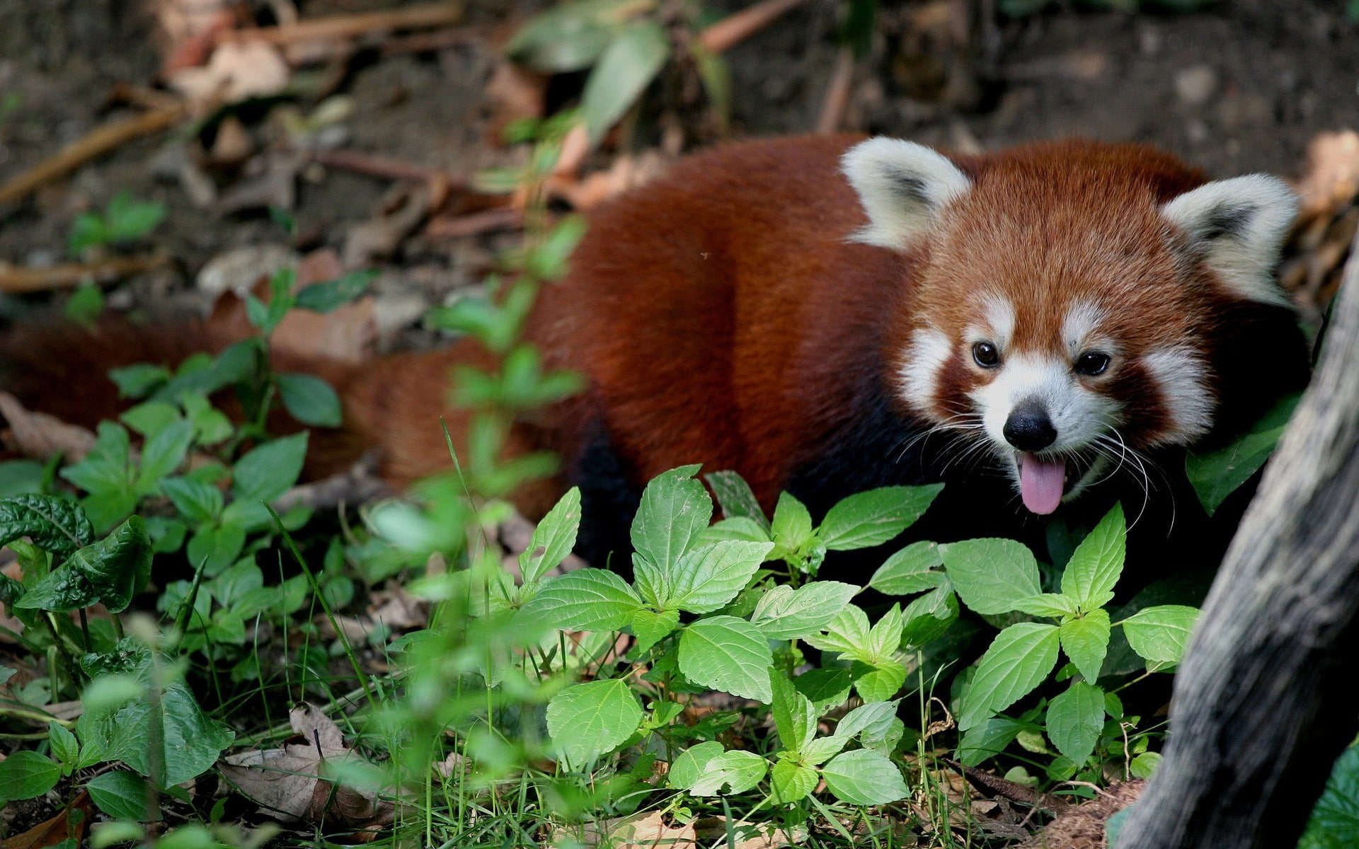 animal wildlife, animals in the wild, 1080P, animal, plant, nature, one animal, looking away, day, focus on foreground, leaf, whisker, no people, plant part, HD Wallpaper