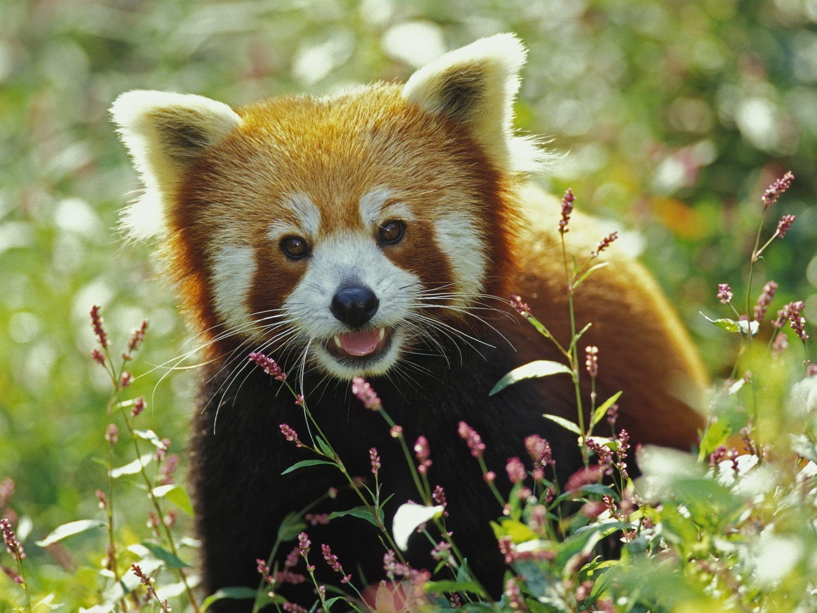 animal head, portrait, plant part, plant, animals in the wild, red panda, animal wildlife, mammal, land, day, looking, vertebrate, close-up, one animal, HD Wallpaper