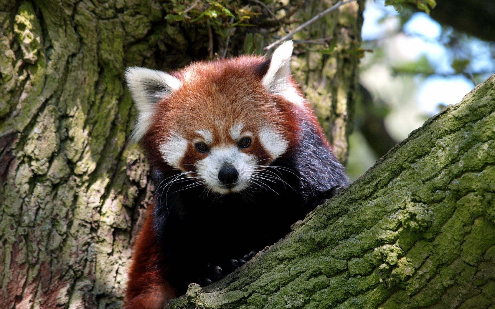 red panda, animals, 720P, HD Wallpaper