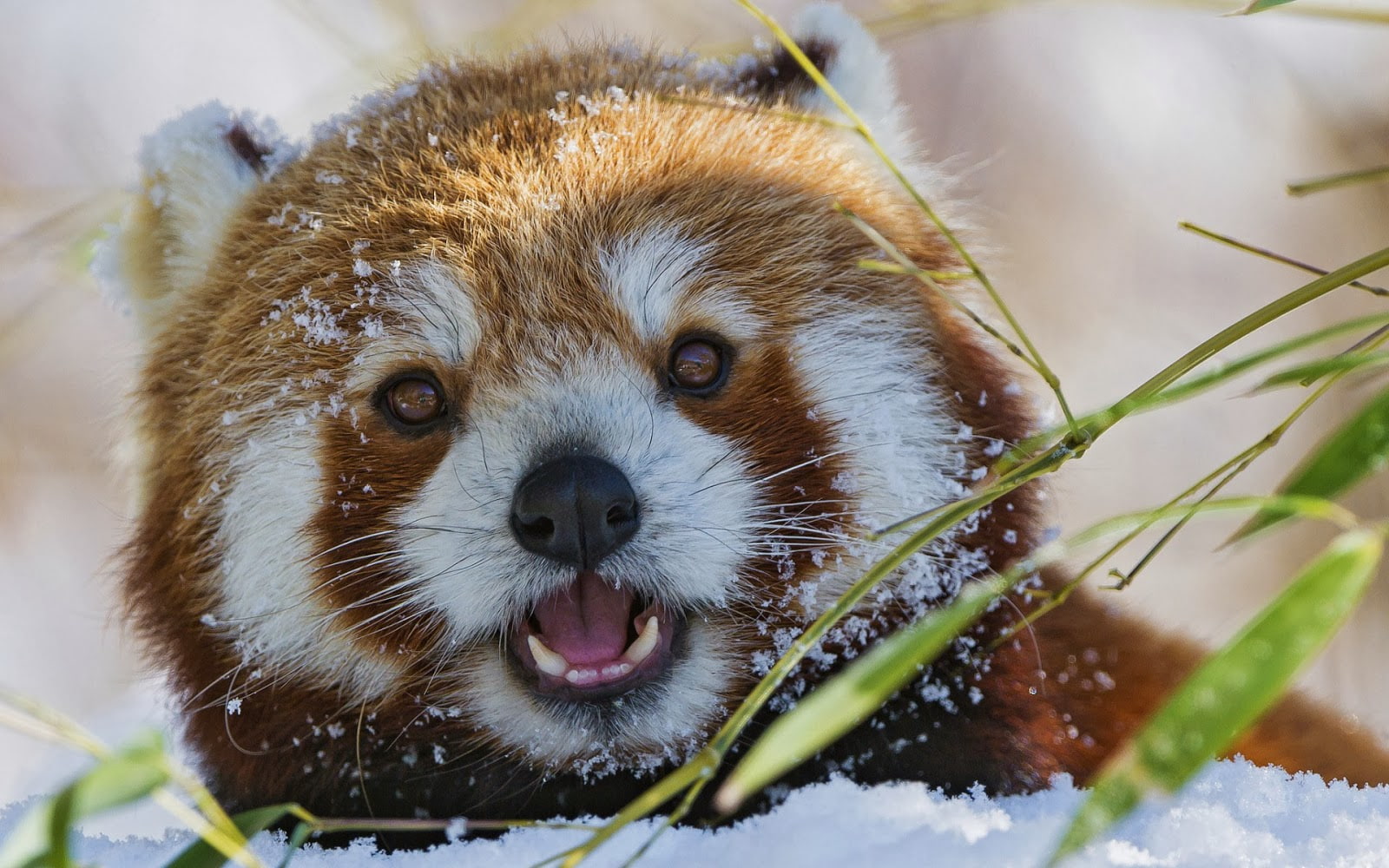 720P, whisker, close-up, day, animal wildlife, looking at camera, open mouth, closeup, no people, animal, vertebrate, mammal, animal head, portrait, focus on foreground, HD Wallpaper