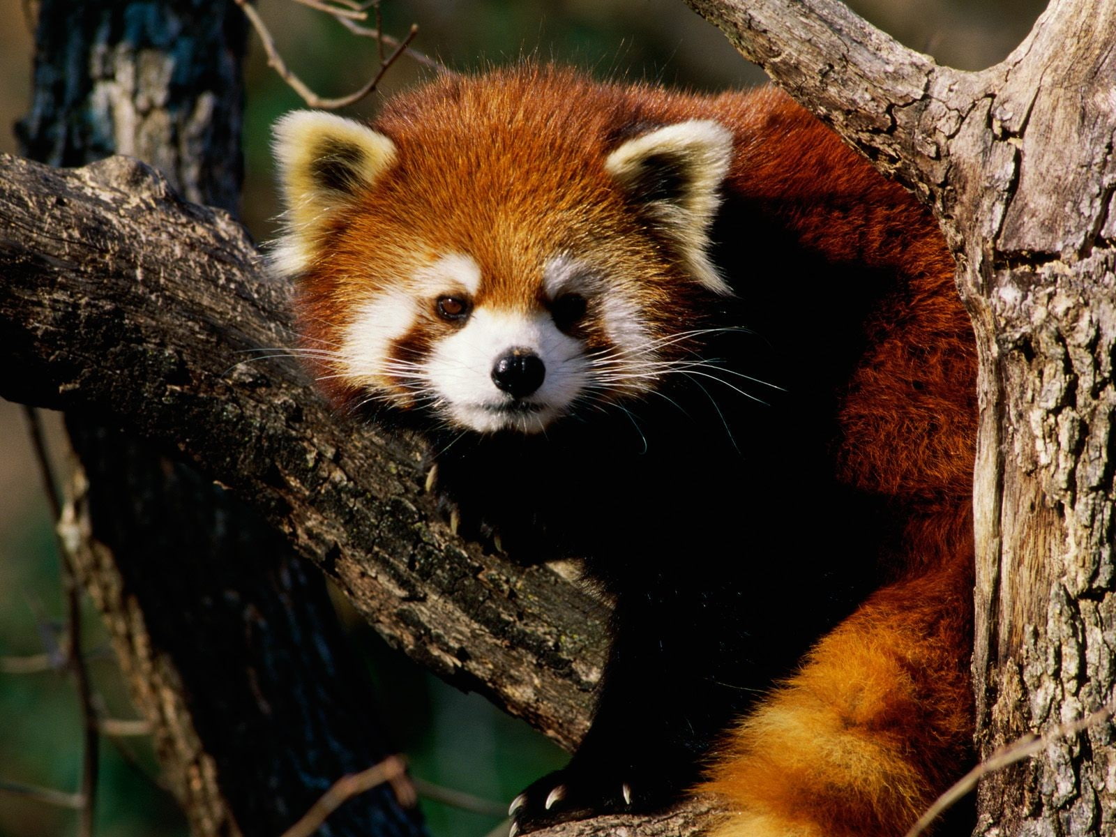 branch, animals, red panda, 720P, HD Wallpaper