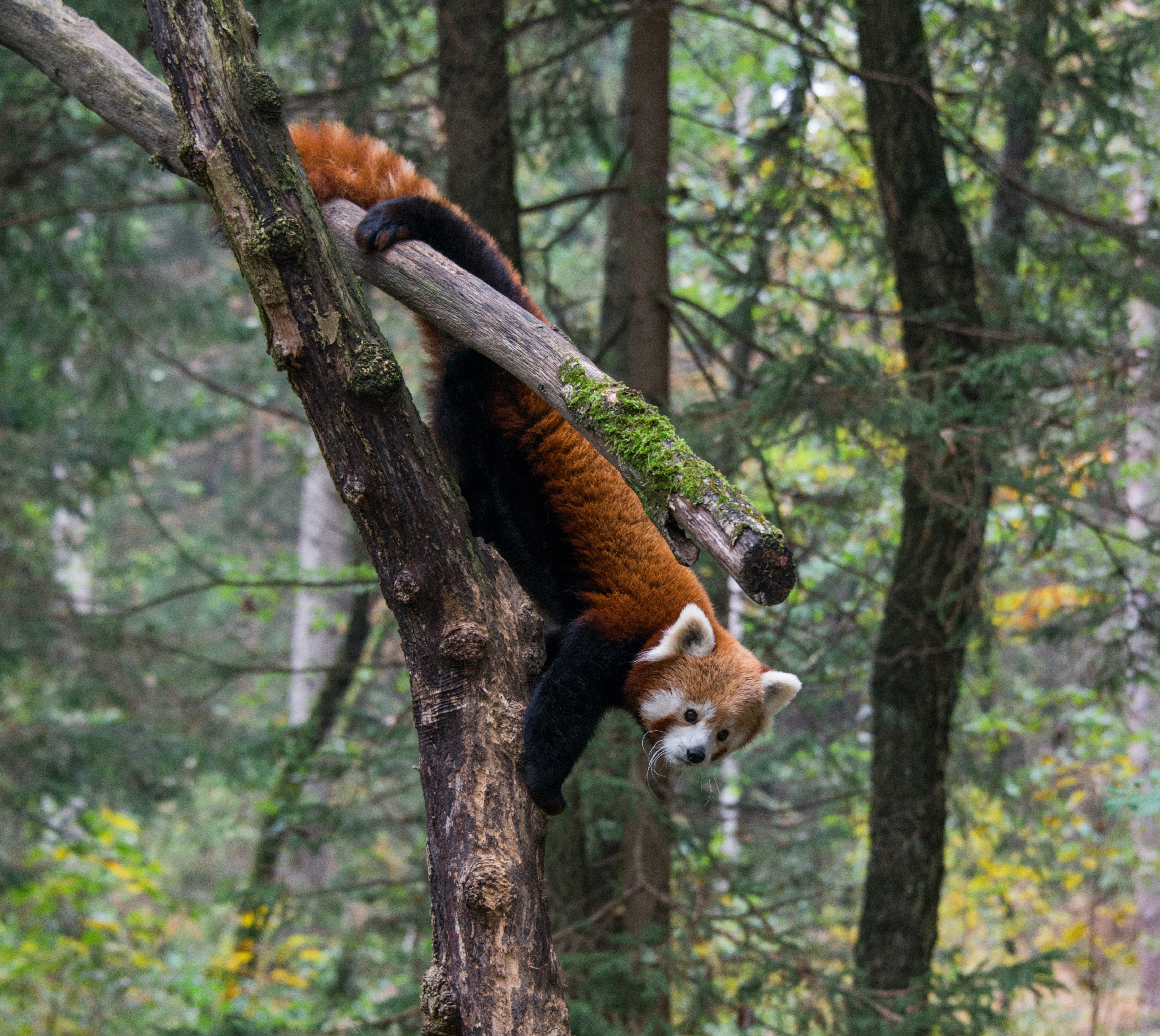 no people, mammal, outdoors, red panda, road, animal, forest, focus on foreground, land, one animal, trunk, full length, 4K, plant, vertebrate, trees, HD Wallpaper