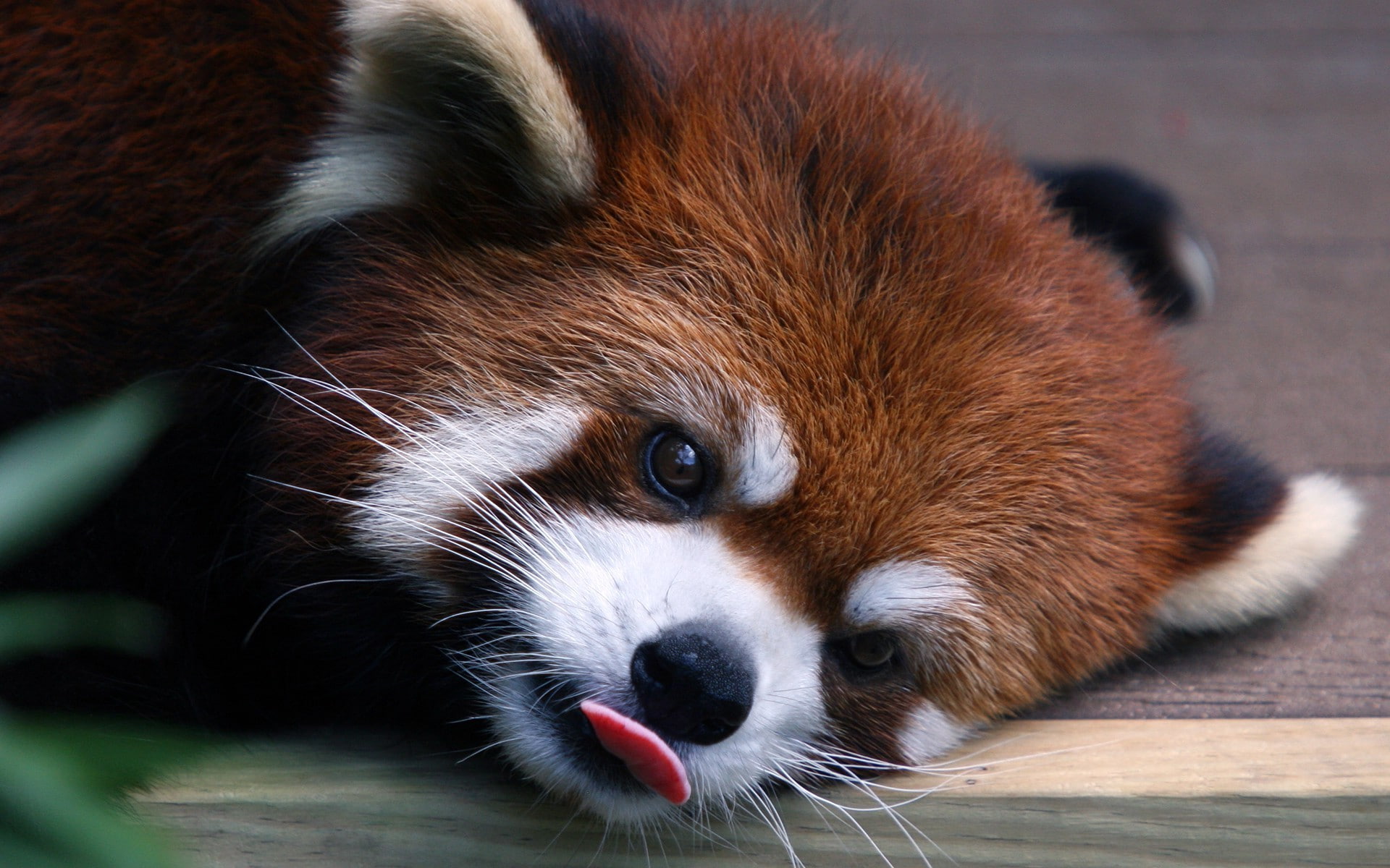 nature, Red Panda, red, animals, 1080P, HD Wallpaper