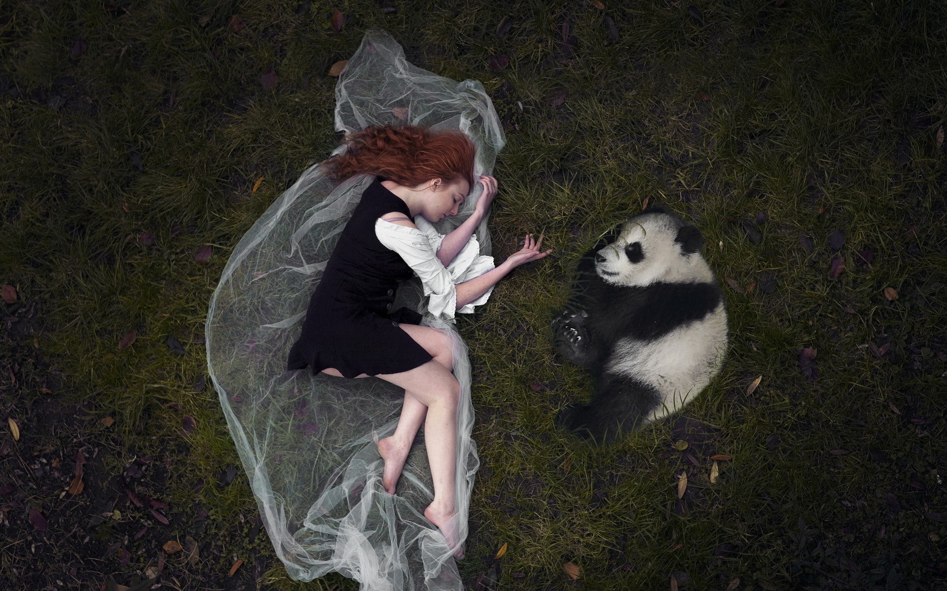 panda, 1080P, animals, women, HD Wallpaper