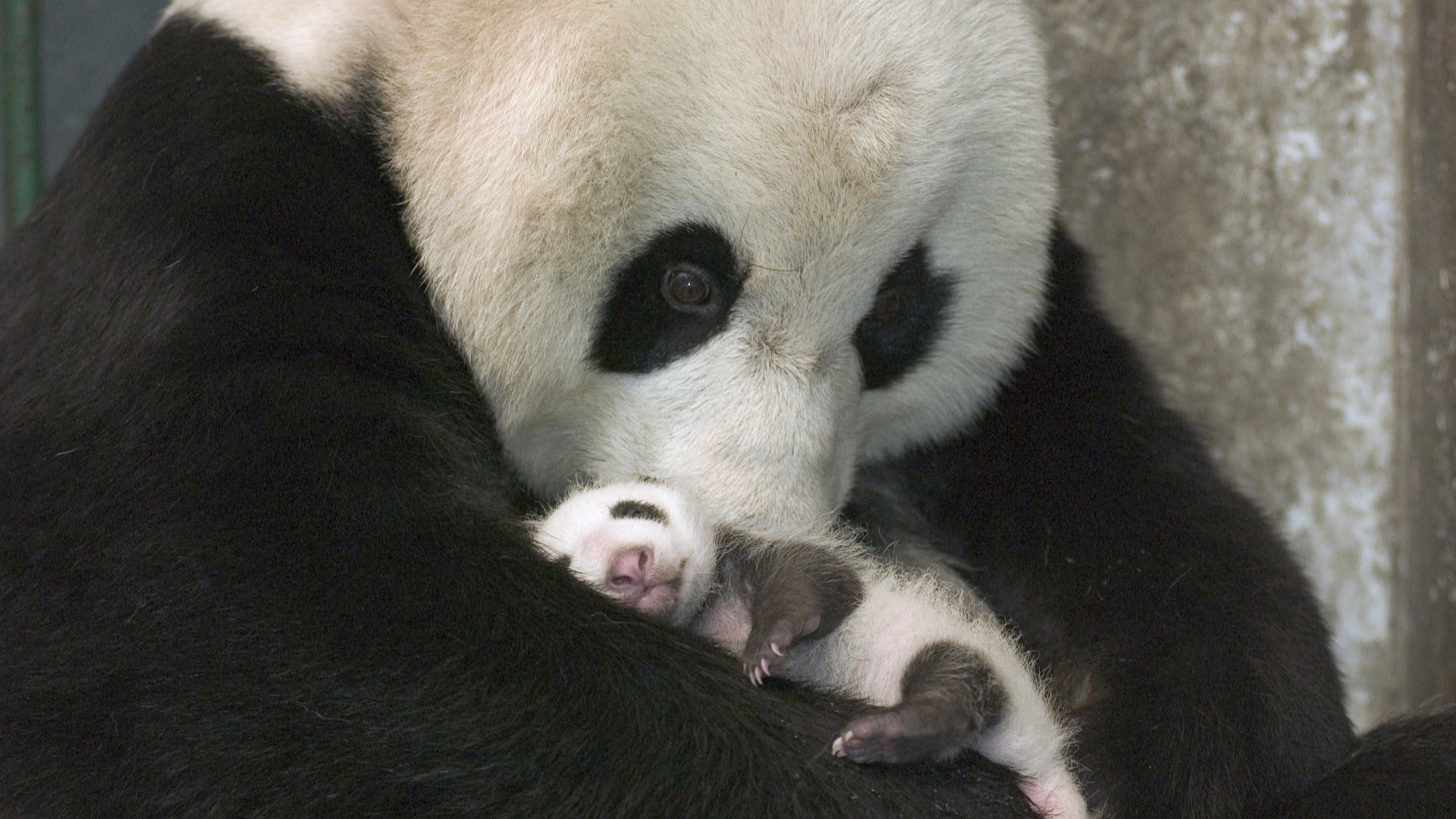 panda, animals, 1080P, panda bears, giant, china, hd, art, bears, nature, HD Wallpaper
