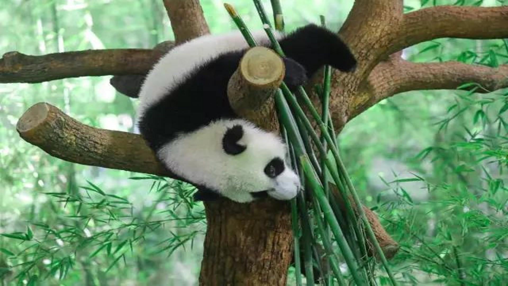 bamboo - plant, tree, branch, no people, one animal, herbivorous, endangered species, day, nature, outdoors, fauna, animal themes, mammal, bear, animal wildlife, HD Wallpaper