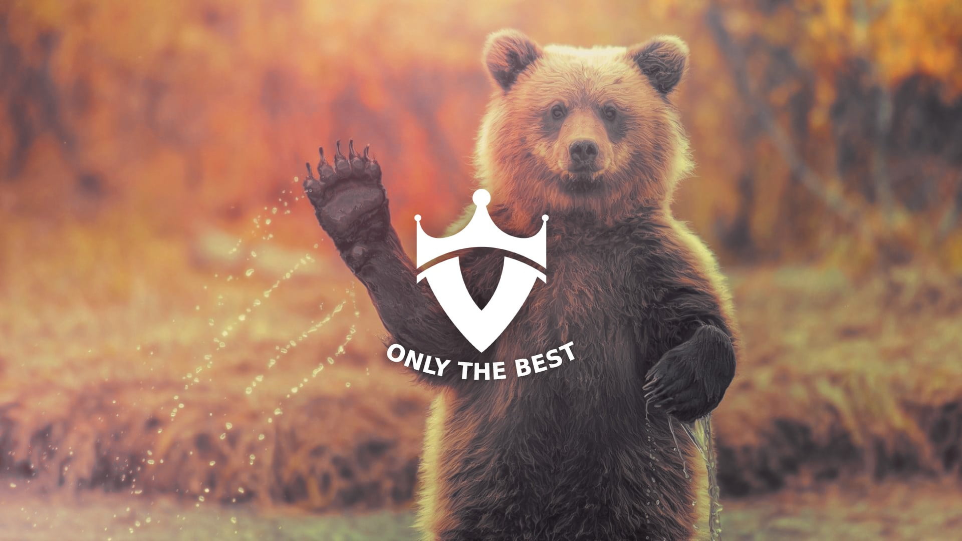 communication, bear, one animal, white, 1080P, water, outdoors, toy, front view, plush, day, land, bears, mammal, black, animal wildlife, focus on foreground, HD Wallpaper