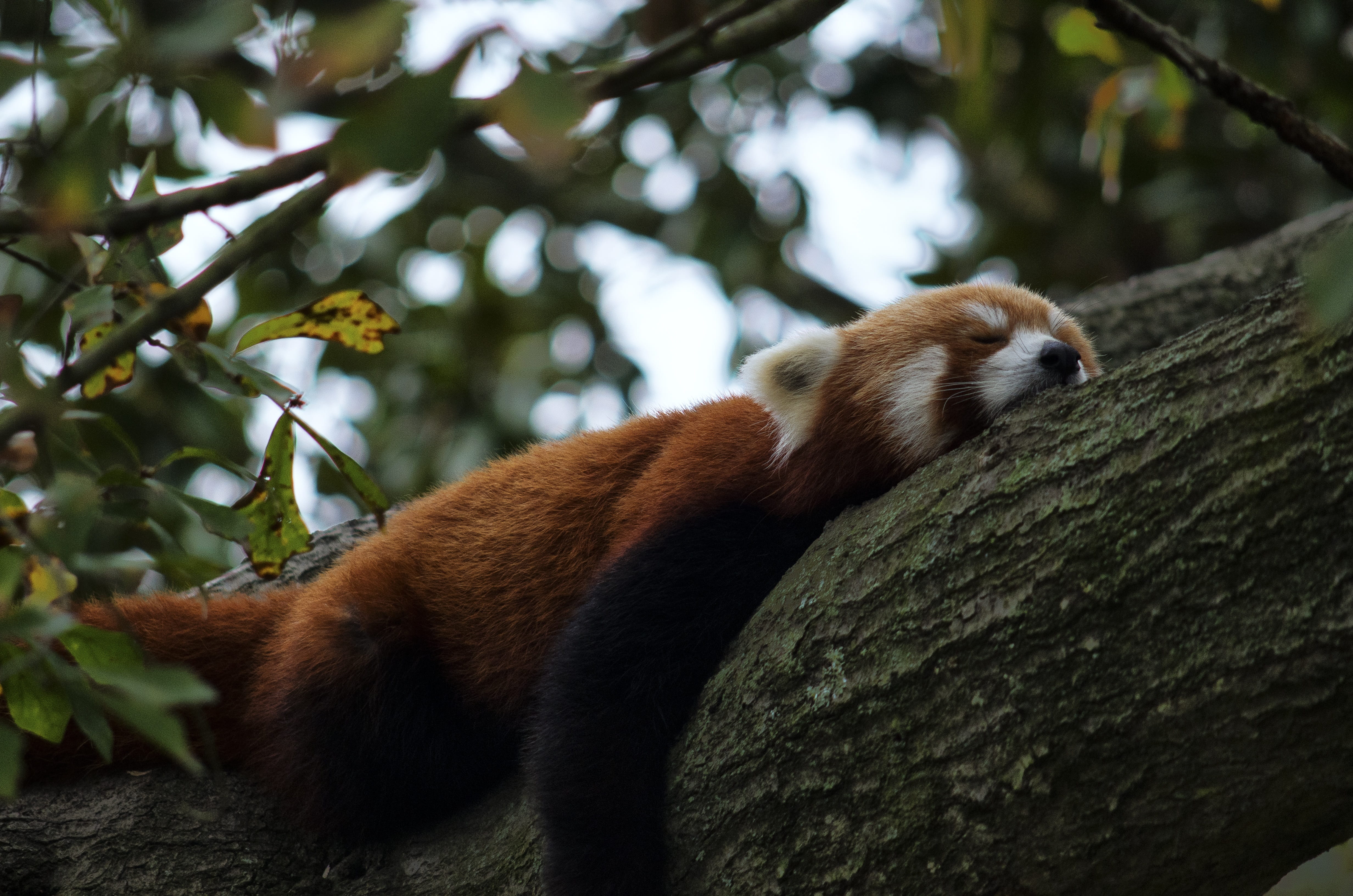 branch, outdoors, whisker, one animal, small, asian, mammal, nature, plant, black, no people, leaf, sleeping, plant part, animal themes, tree branch, animals in the wild, HD Wallpaper