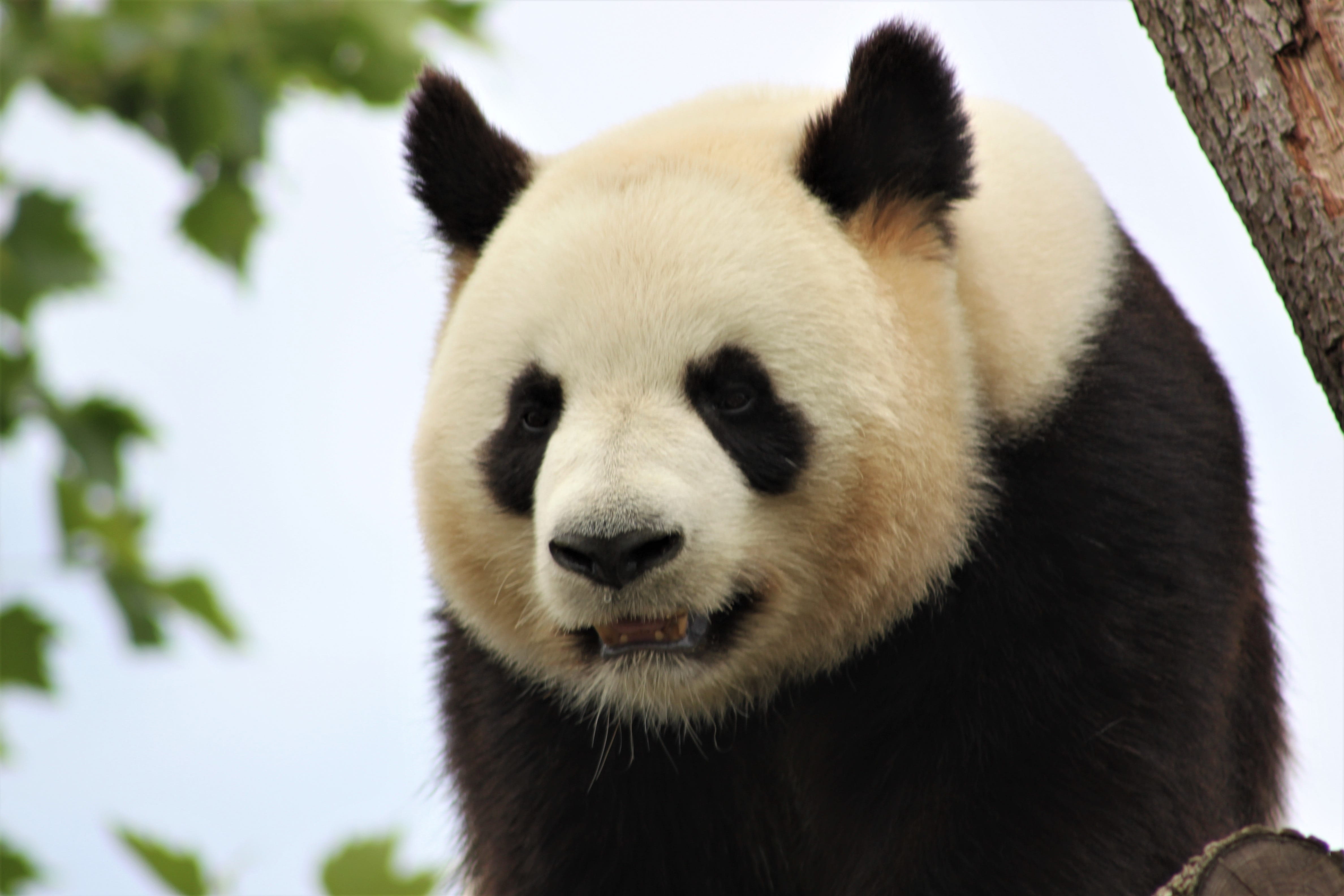 zoo, cute, outdoors, asia, predator, china, chinese, animal wildlife, herbivorous, bamboo, vertebrate, nature, animal head, plant, panda, bamboo - plant, HD Wallpaper
