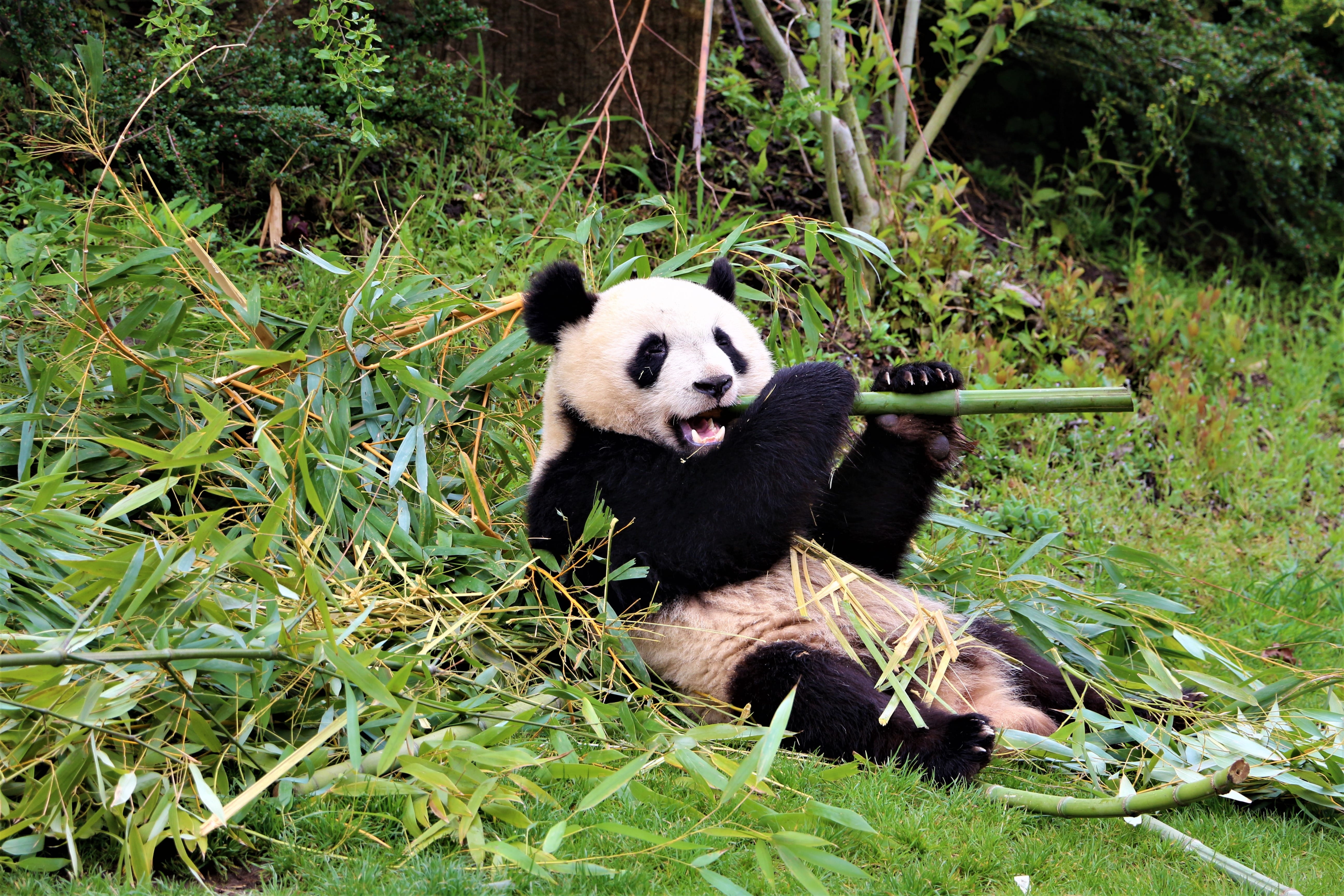 hairy, bamboo - plant, green, animal, claw, asia, nature, cute, china, black, mammals, tree, happy, herbivorous, fun, animal wildlife, relaxation, giant panda, HD Wallpaper
