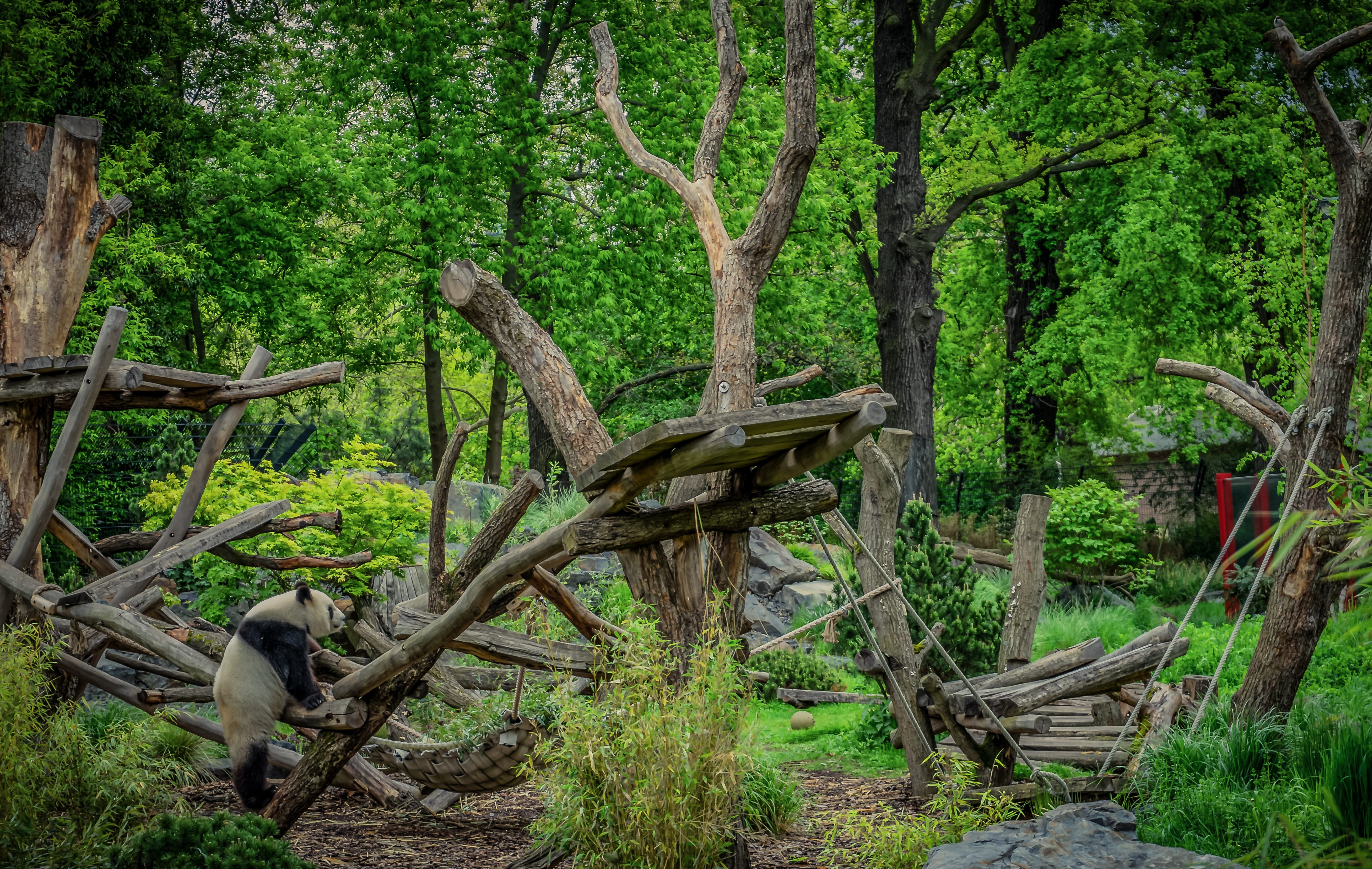land, white, tree trunk, zoo, day, wood, endangered, tranquility, forest, 4K, beauty in nature, plant, animal world, wood - material, nature, no people, HD Wallpaper