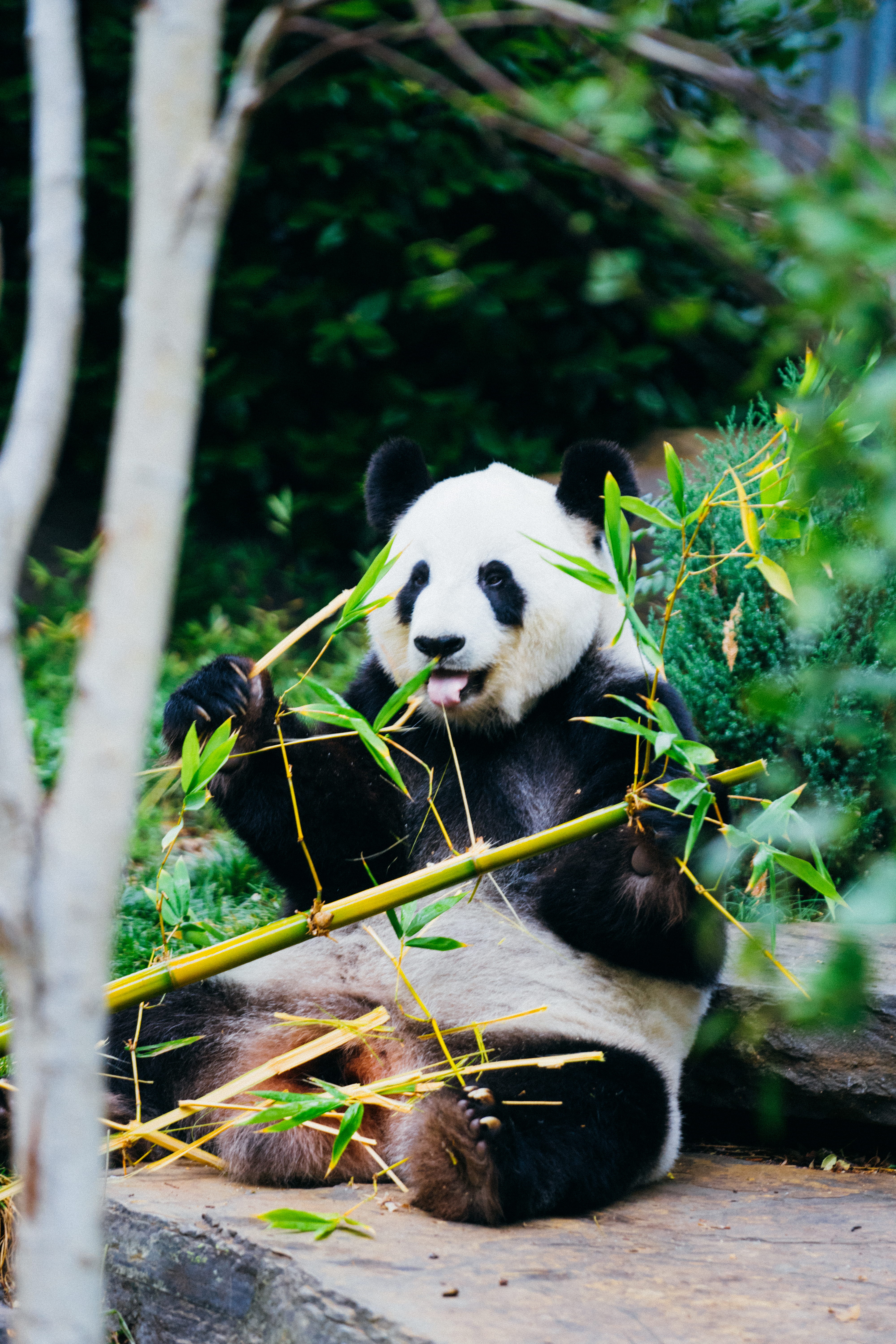 no people, giant panda, animal themes, bamboo - plant, outdoors, tree, herbivorous, endangered species, 5K, animal wildlife, one animal, nature, day, animal, Phone HD Wallpaper