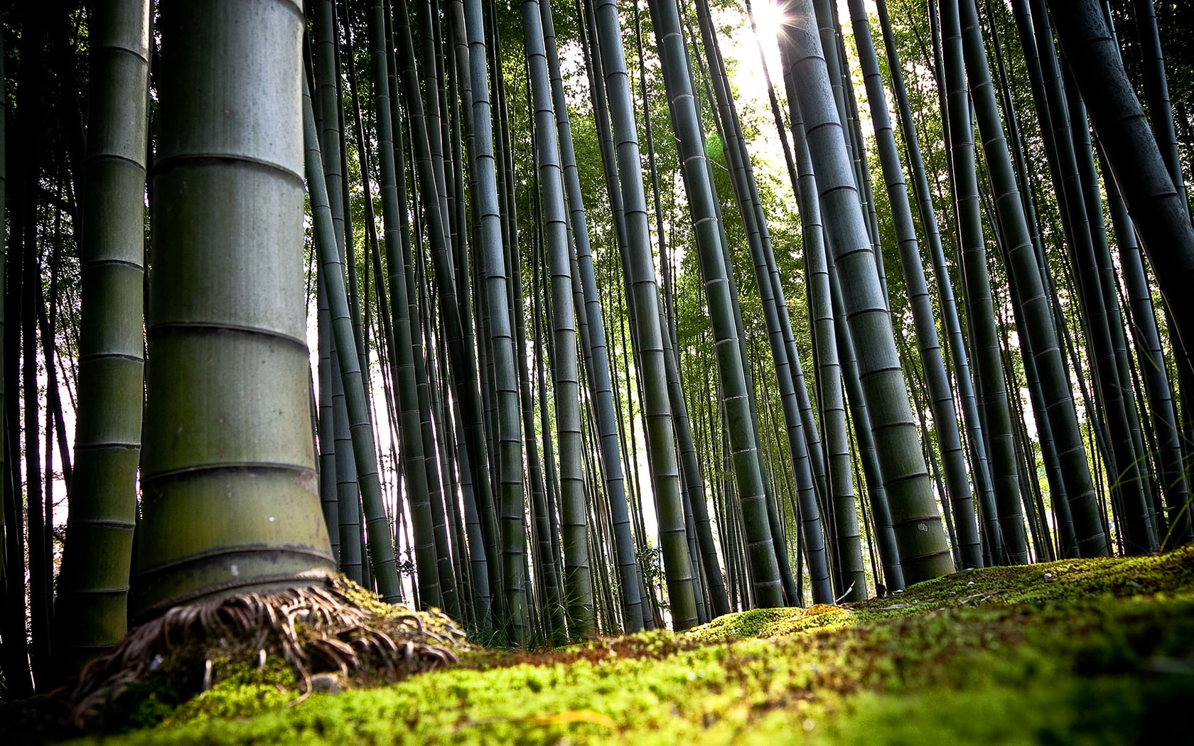 bamboo, nature, 720P, grass, hd, HD Wallpaper
