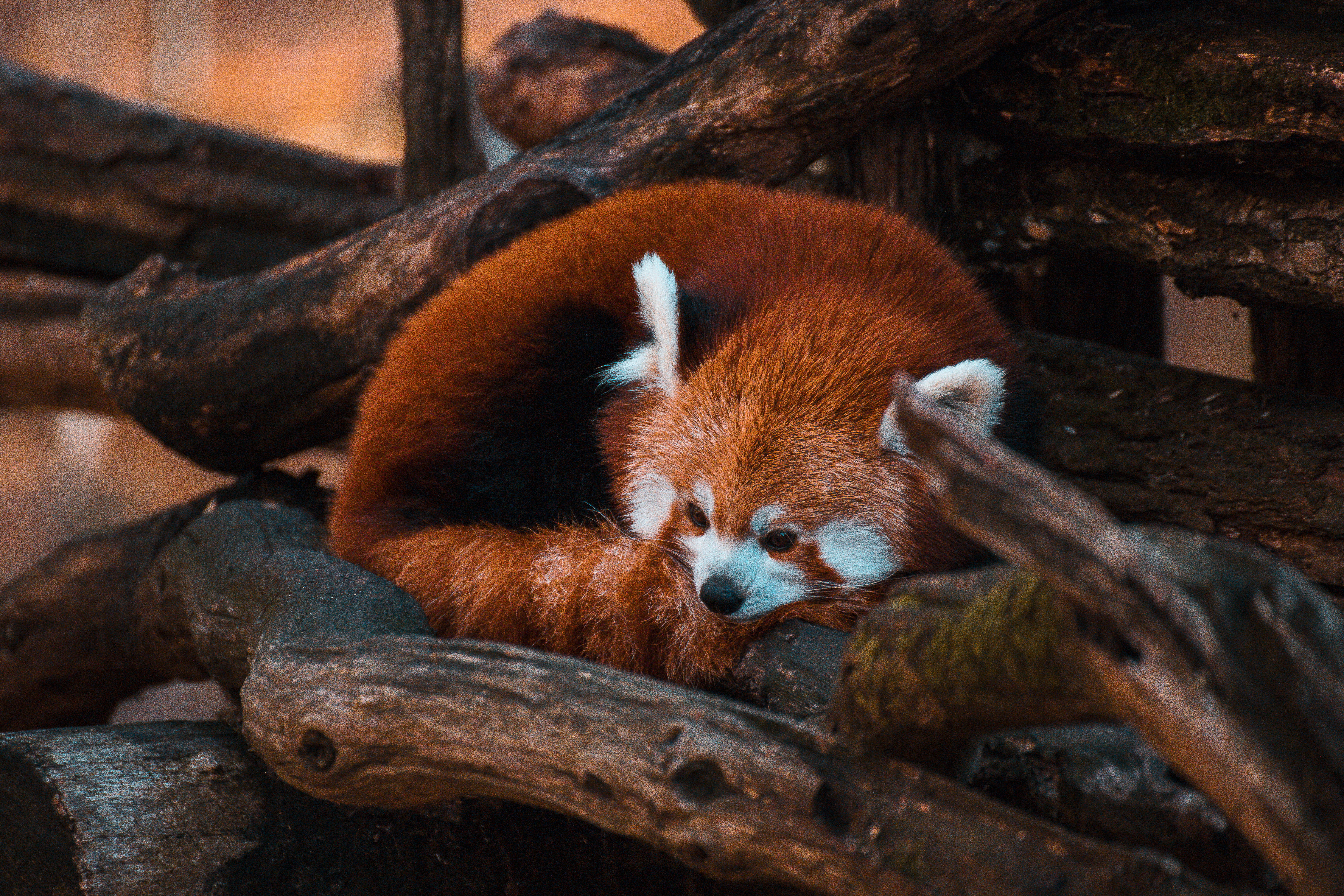 food, no people, lesser panda, giraffe, wood - material, 5K, brown, branch, vertebrate, zoo, logs, pet, dog, mammal, animal, sun, lying, animal wildlife, HD Wallpaper