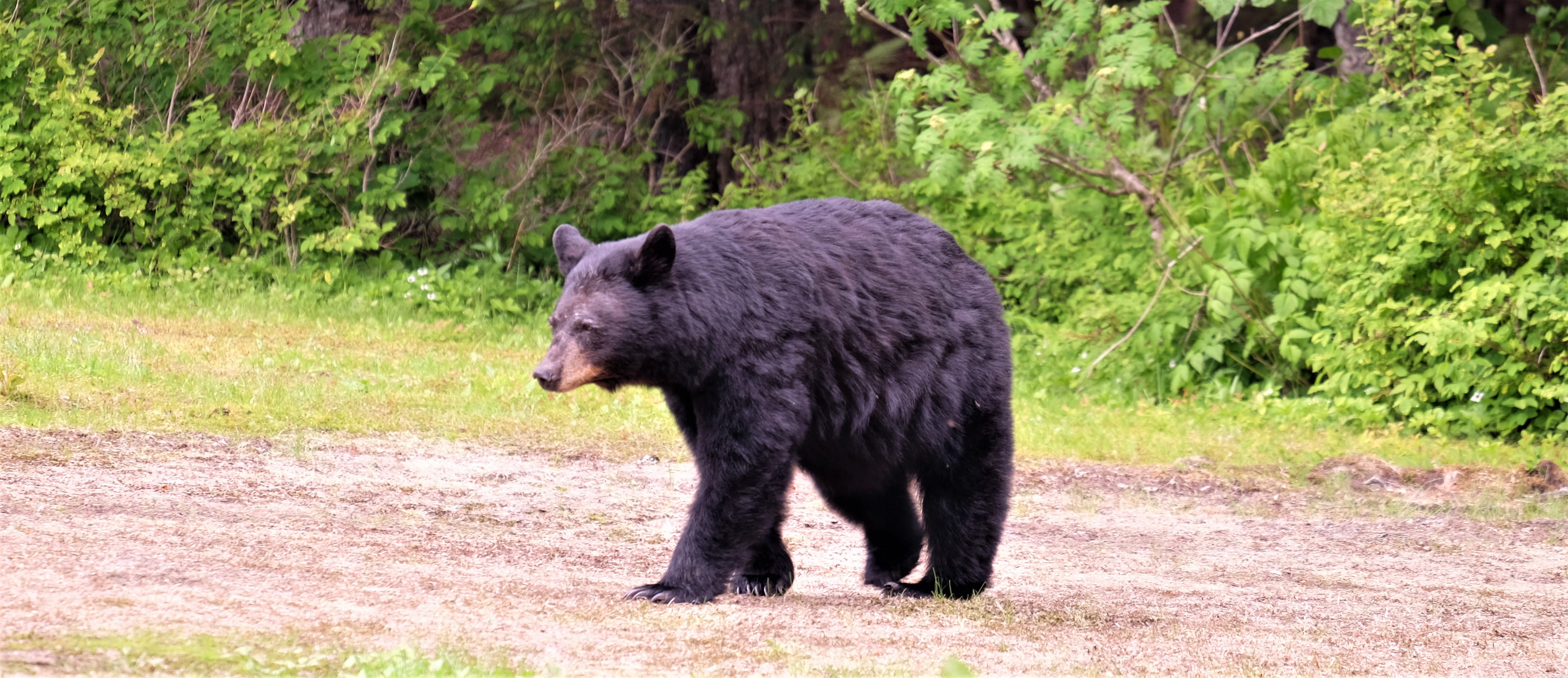 animal themes, vegetation, eating, day, brown bear, walking, bear, land, mammal, black bear, side view, grass, vertebrate, wildlife, full length, plant, HD Wallpaper