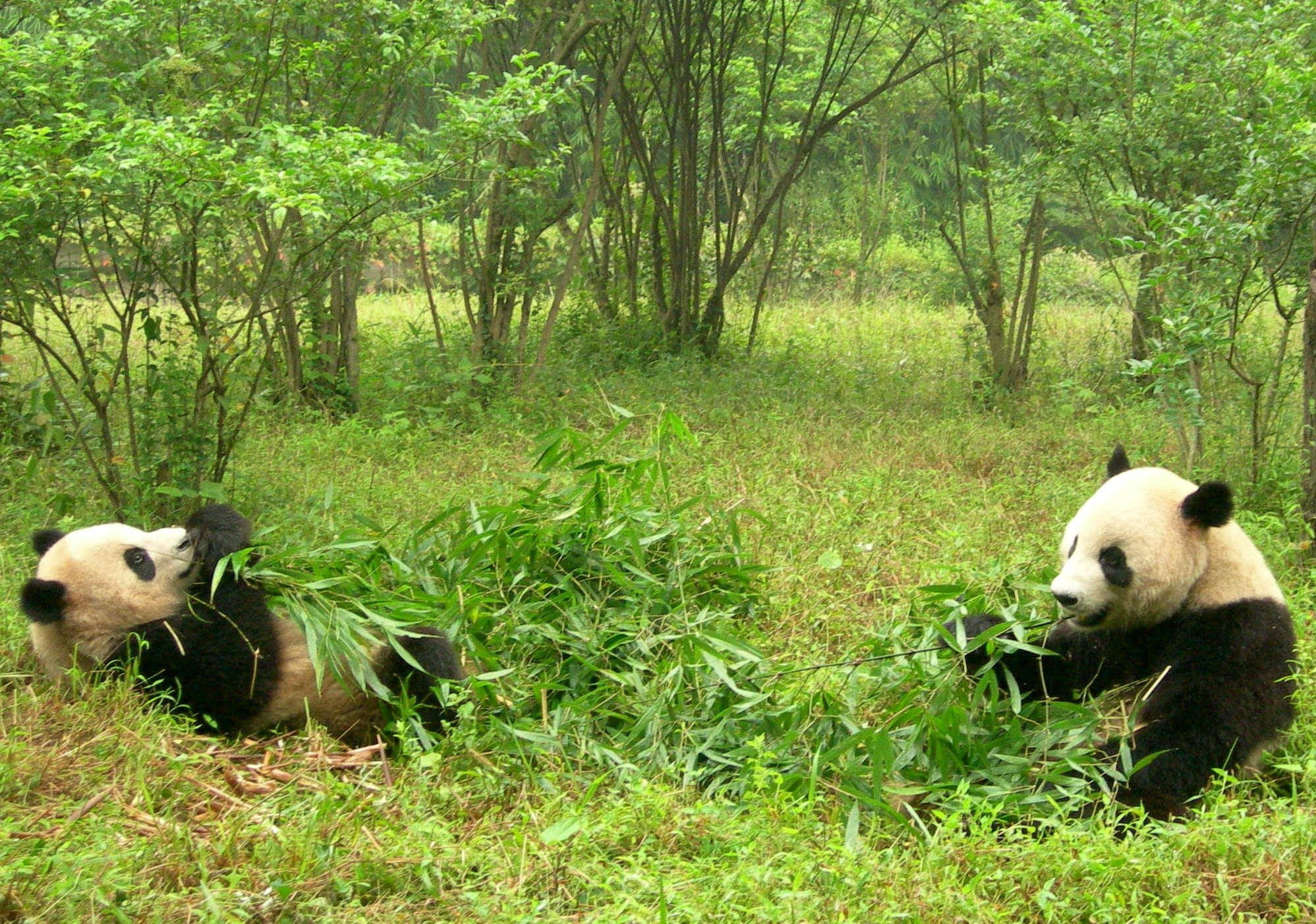 two animals, vertebrate, sichuan, day, animals in the wild, grass, bamboo, pandas, panda research, outdoors, sits, forest, two, tree, mammal, bear, field, HD Wallpaper